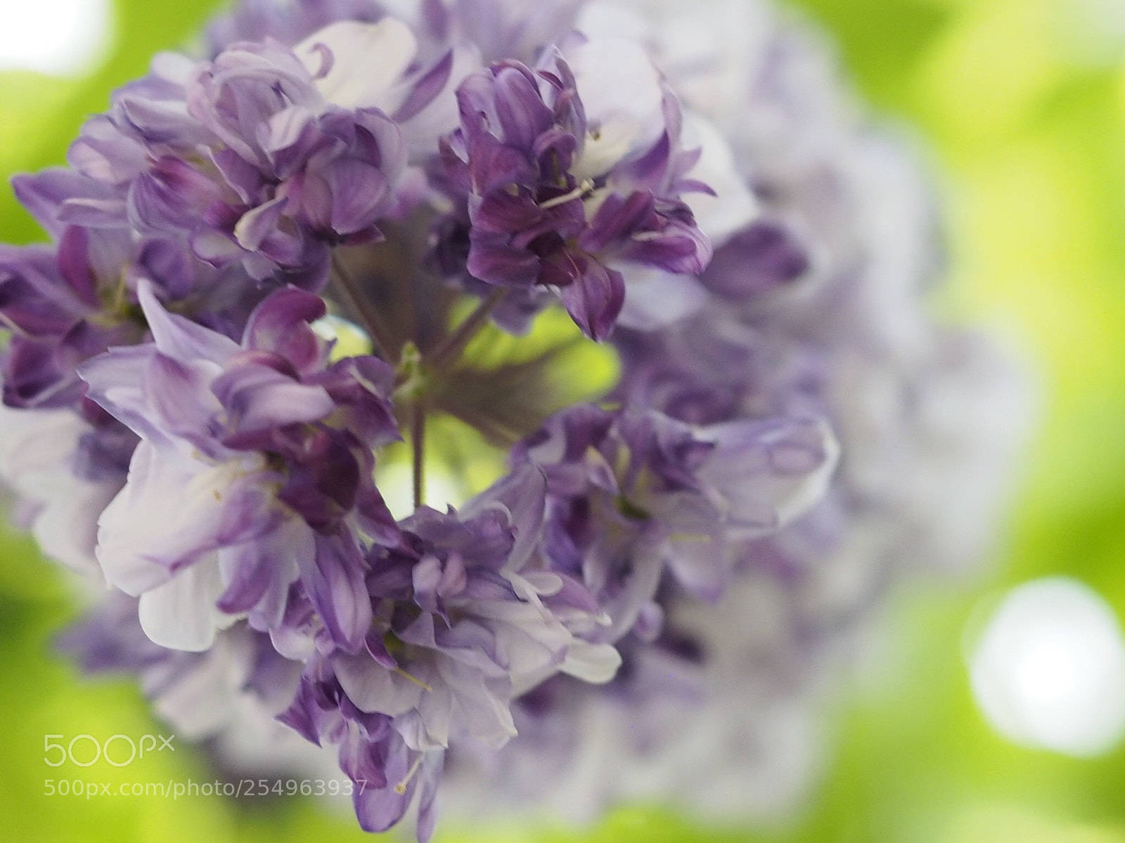Olympus OM-D E-M10 sample photo. Wisteria blossoms photography