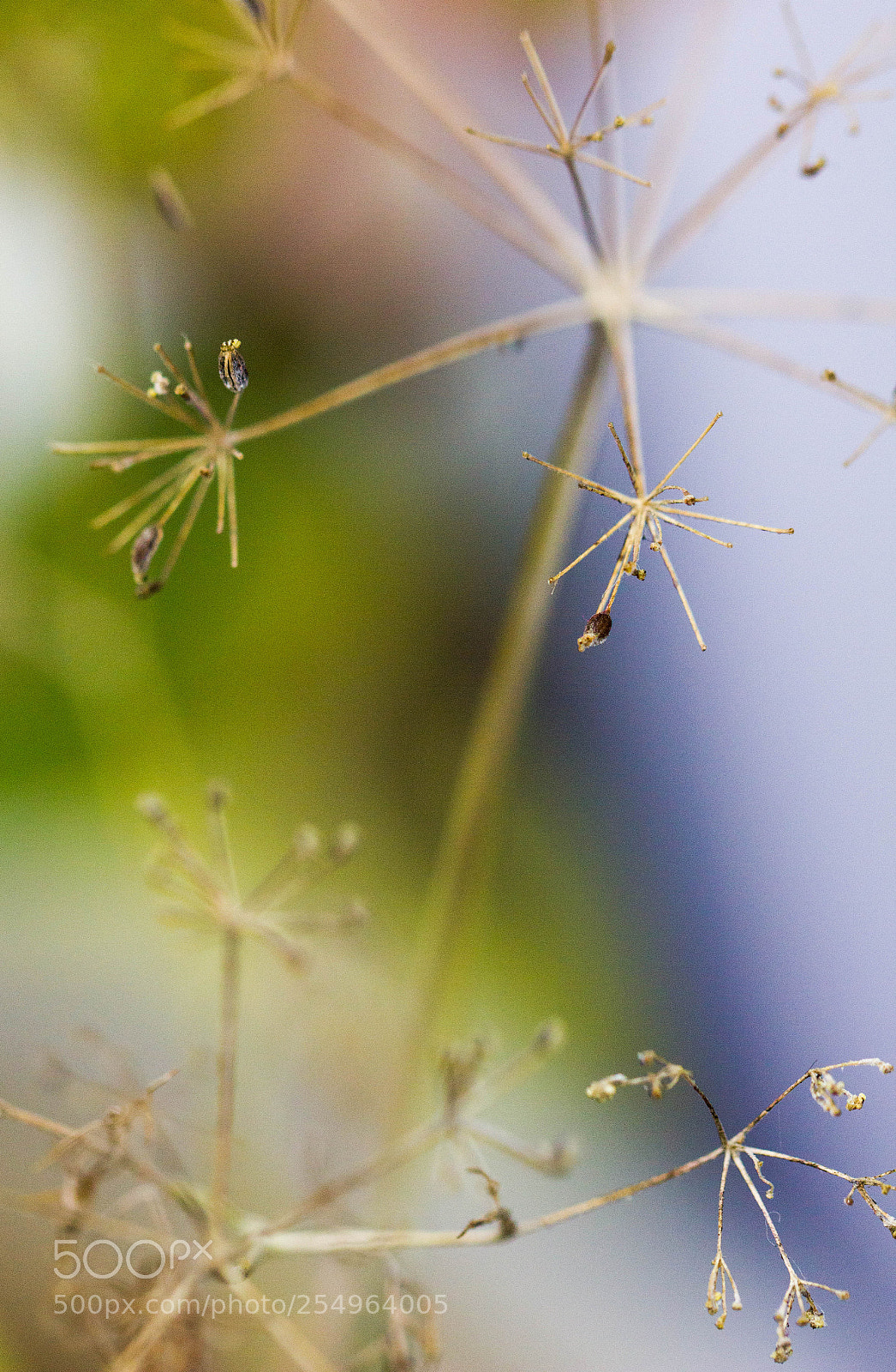 Canon EOS 550D (EOS Rebel T2i / EOS Kiss X4) sample photo. Seeds of ajwain herb photography