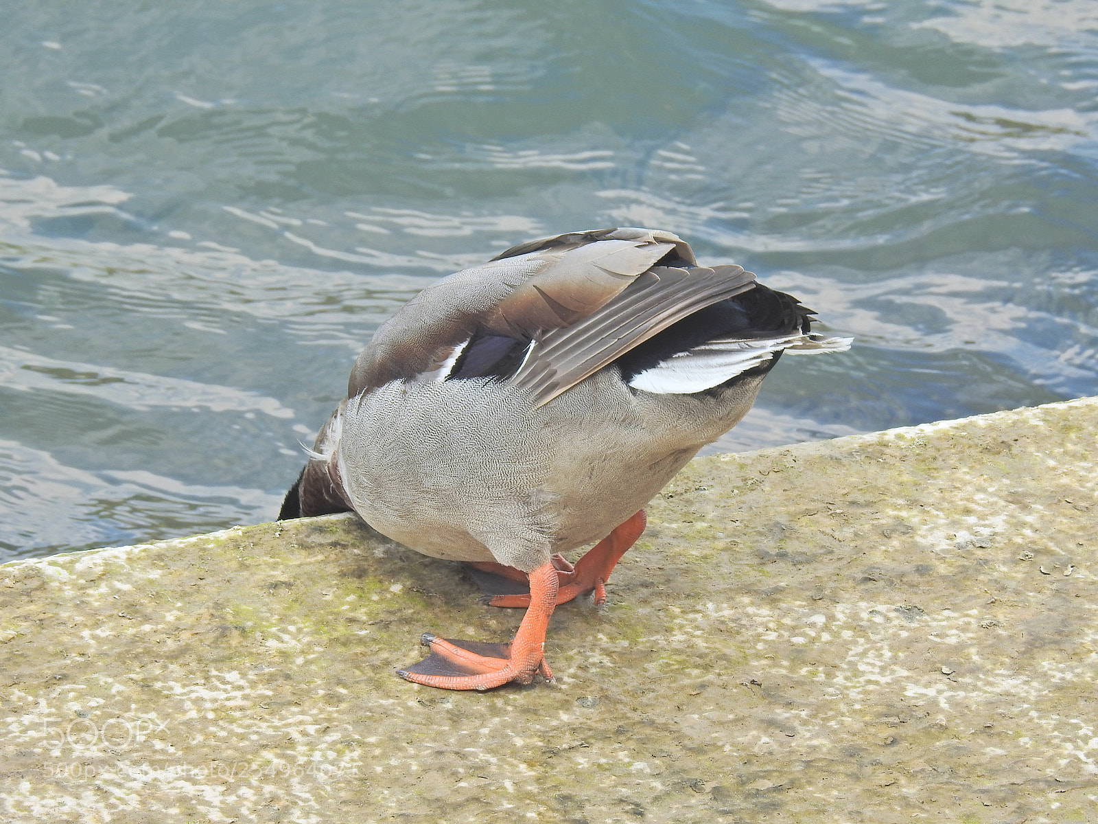 Nikon Coolpix P900 sample photo. Duck drinking photography