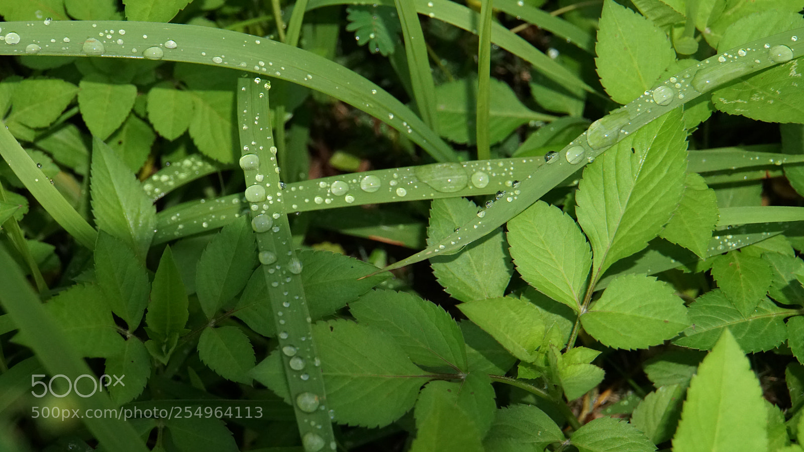 Sony a6300 sample photo. 银珠绿草 photography