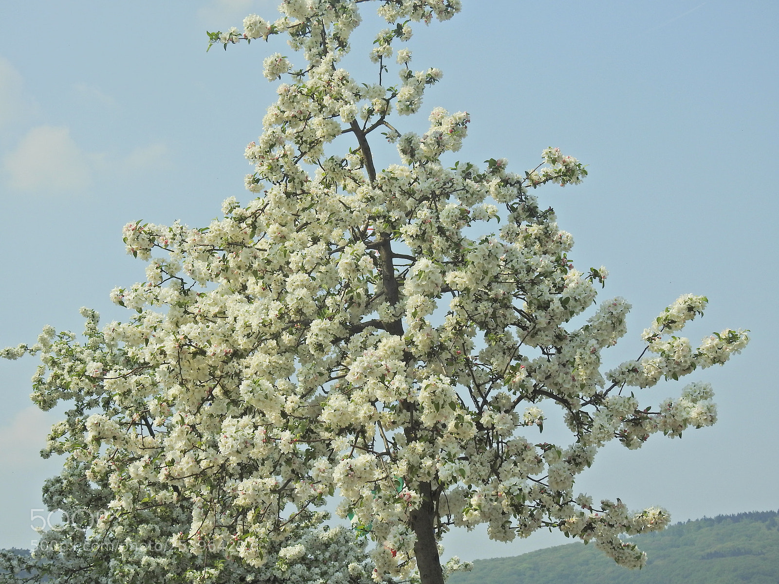 Nikon Coolpix P900 sample photo. White blossom photography