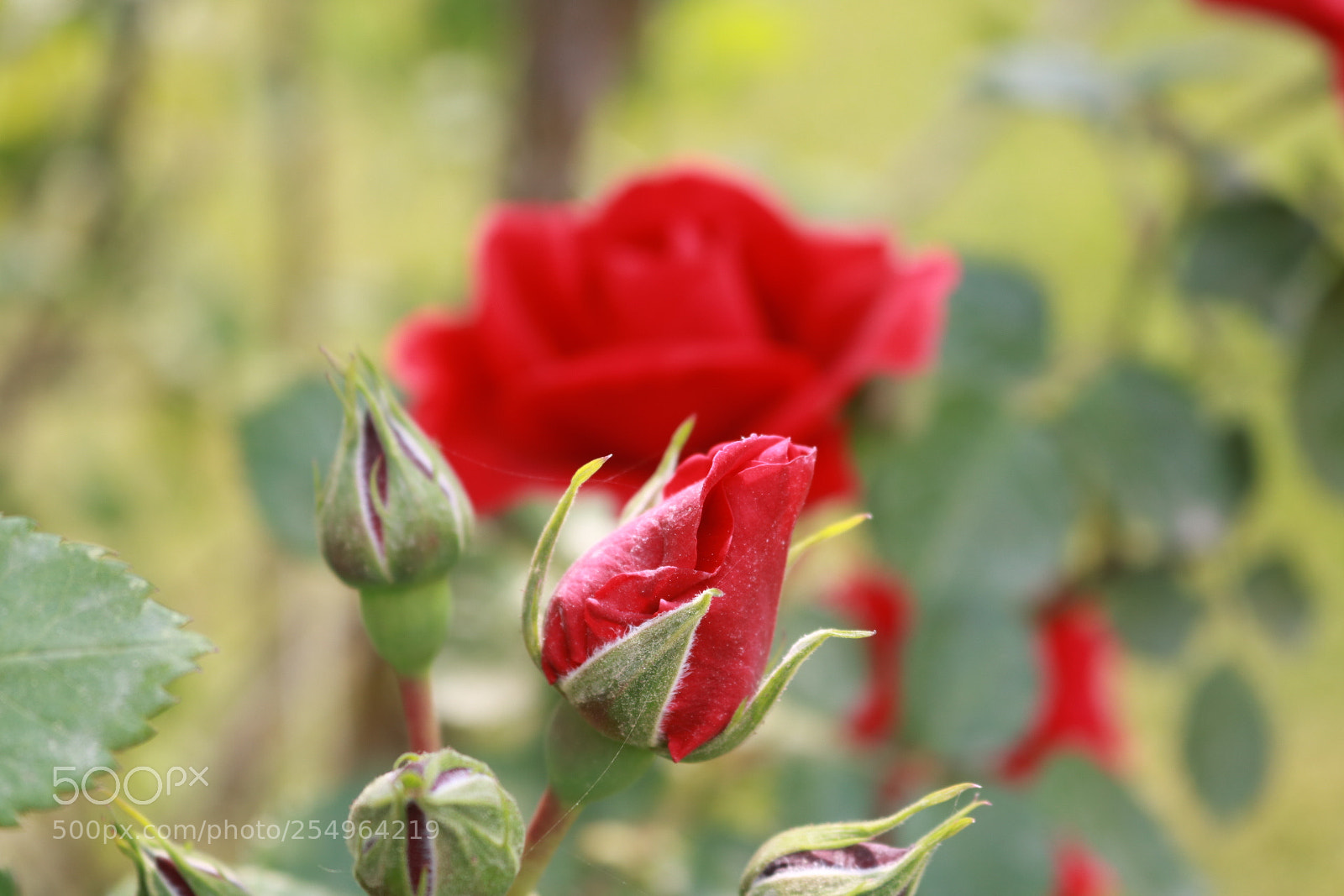Canon EOS 750D (EOS Rebel T6i / EOS Kiss X8i) sample photo. Untitled photography