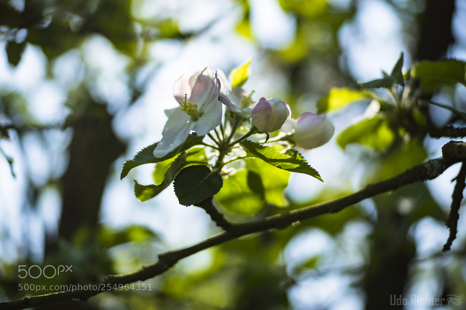 Fujifilm X-T20 sample photo. 'blossoms' photography