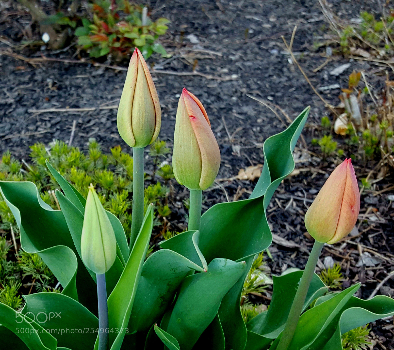 Samsung Galaxy Note5 sample photo. The becoming of spring photography