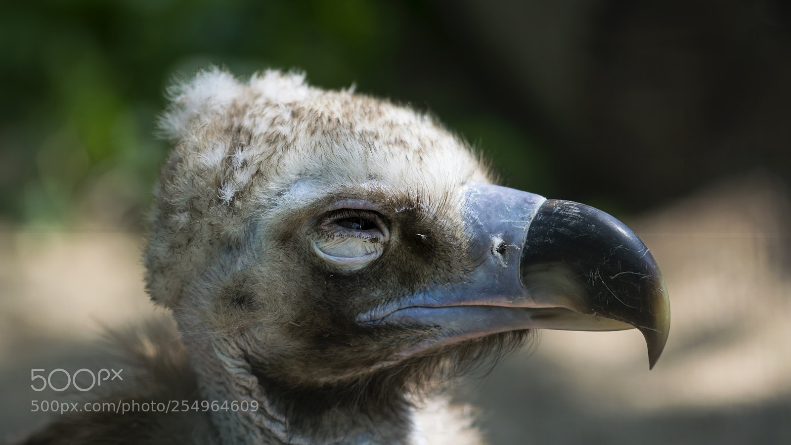 Nikon D5300 sample photo. Young cinereous vulture photography