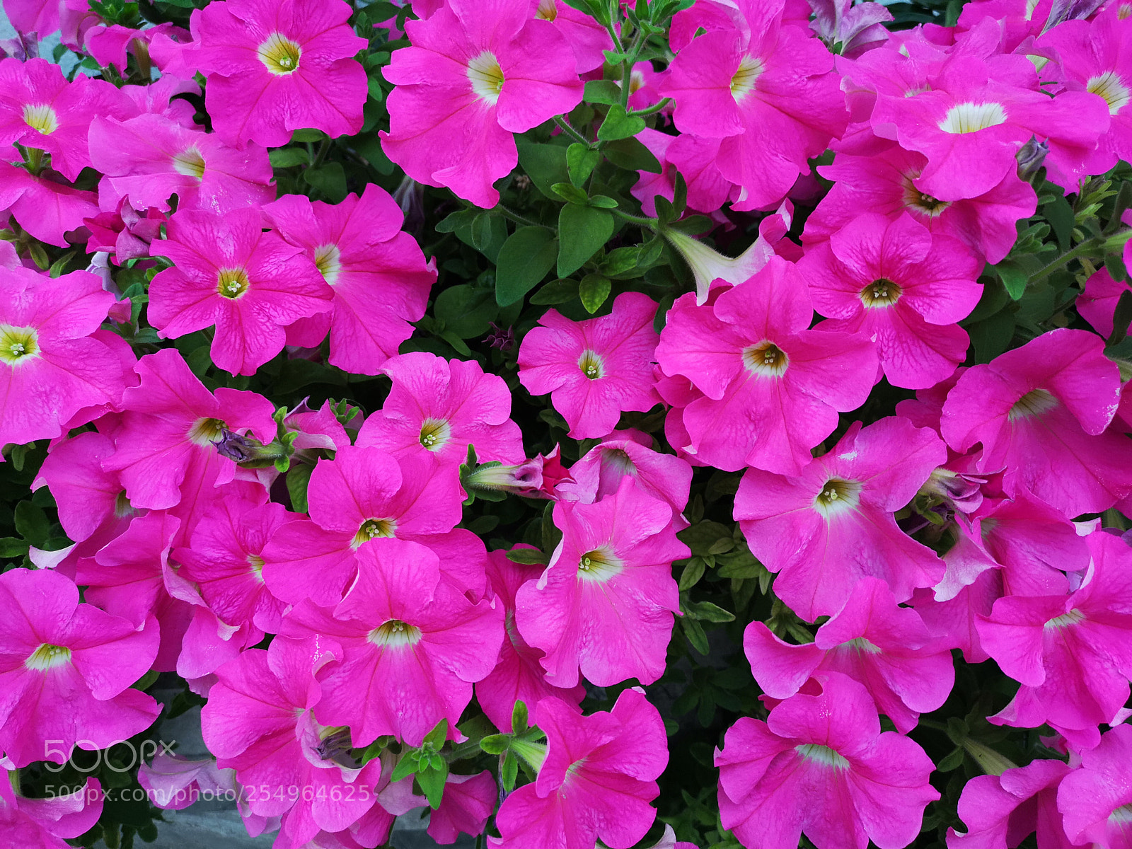 HUAWEI P20 Pro sample photo. 五爪金龙花 photography