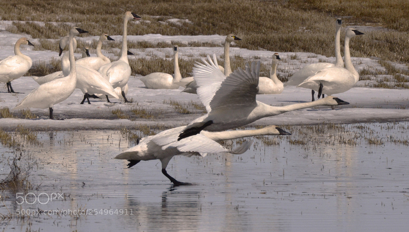 Nikon D7000 sample photo. Tundra swans alberta canada 4 photography