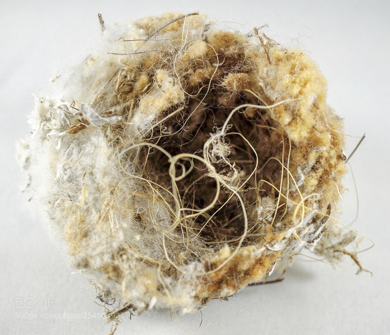 Sony a6000 sample photo. Nest  photography