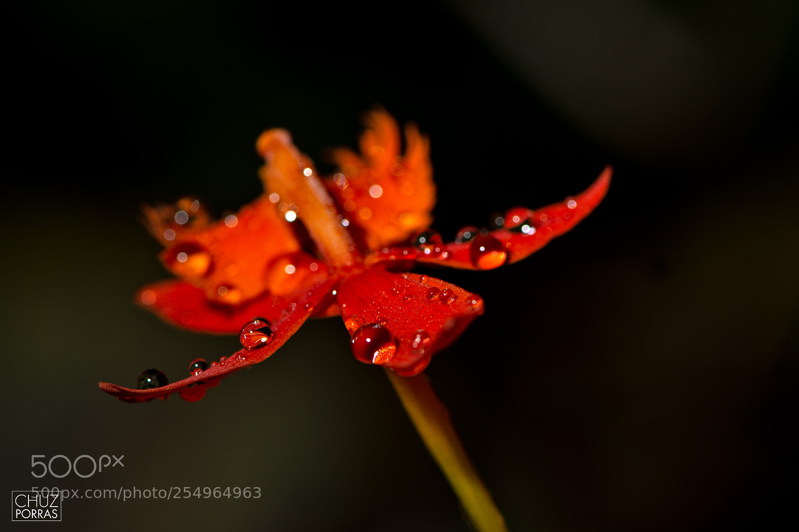 Nikon D7100 sample photo. Flower and droplets photography