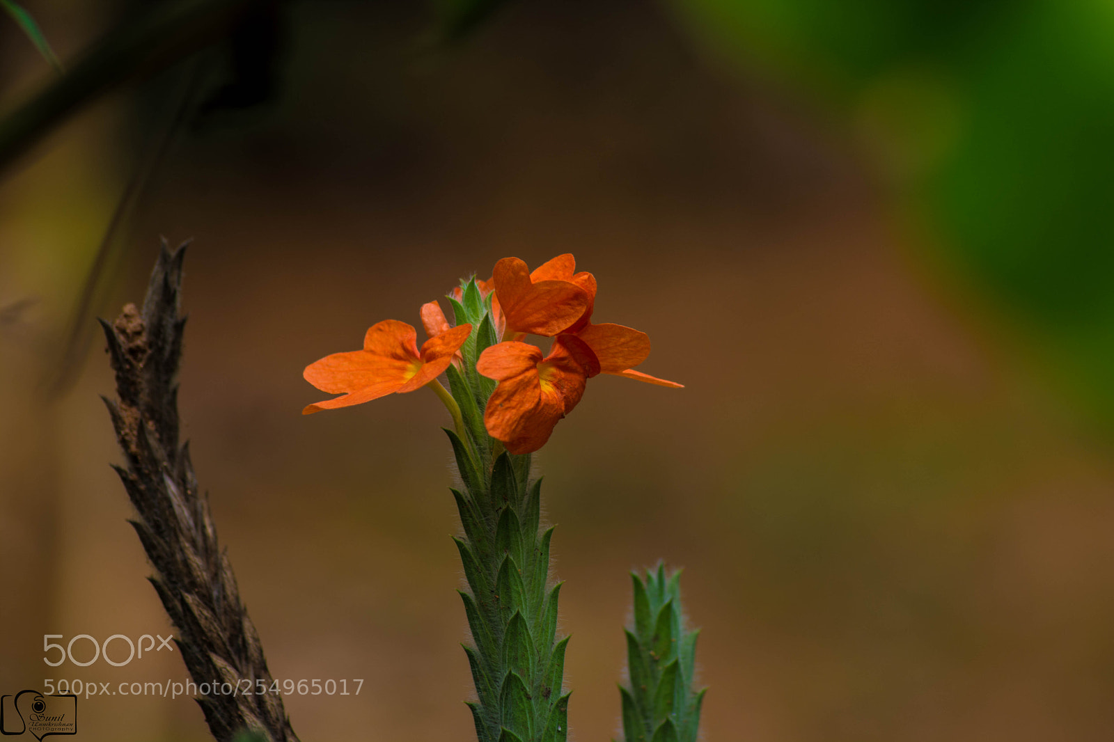 Nikon D7100 sample photo. Flowers photography