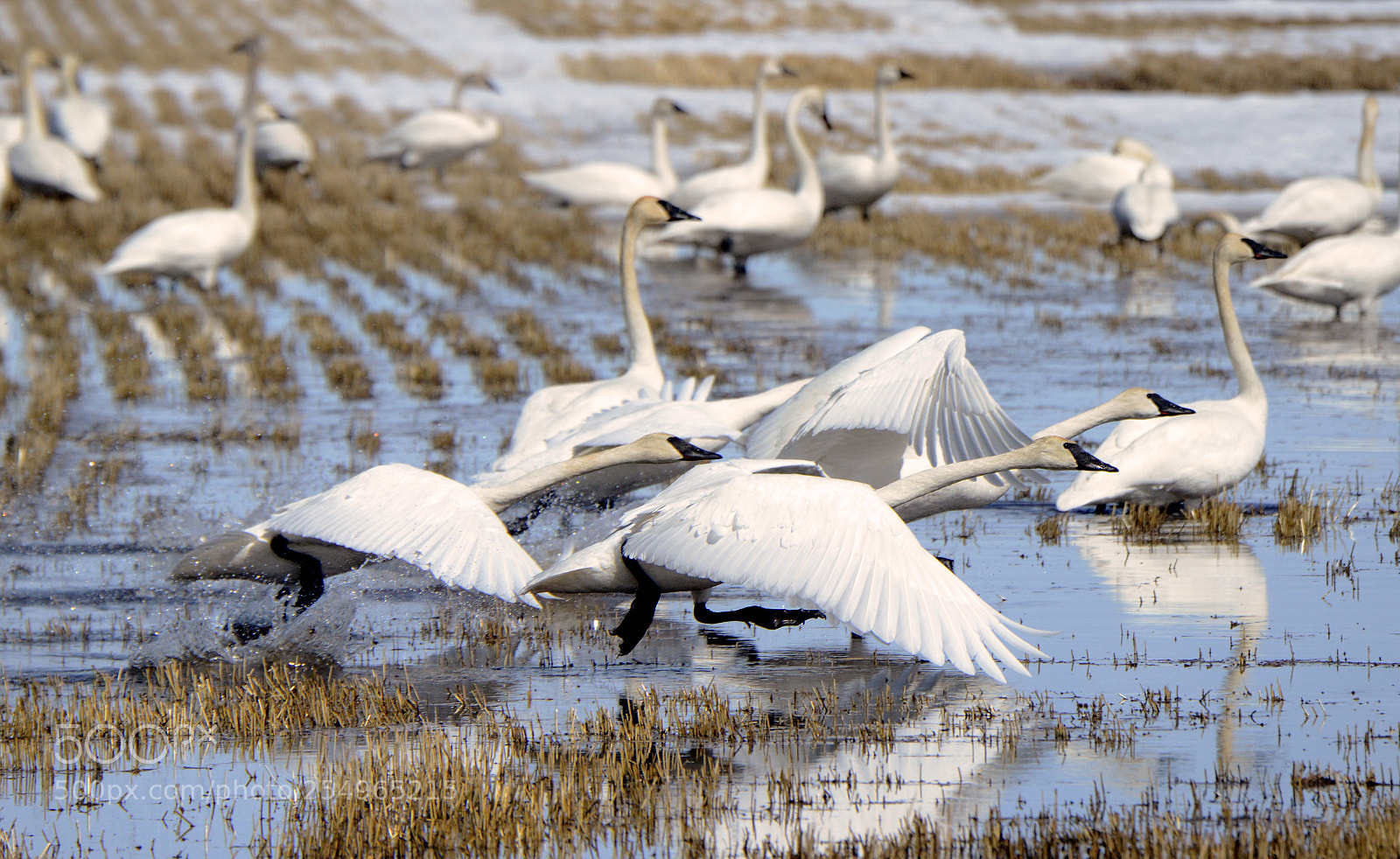 Nikon D7000 sample photo. Tundra swans alberta canada 1 photography