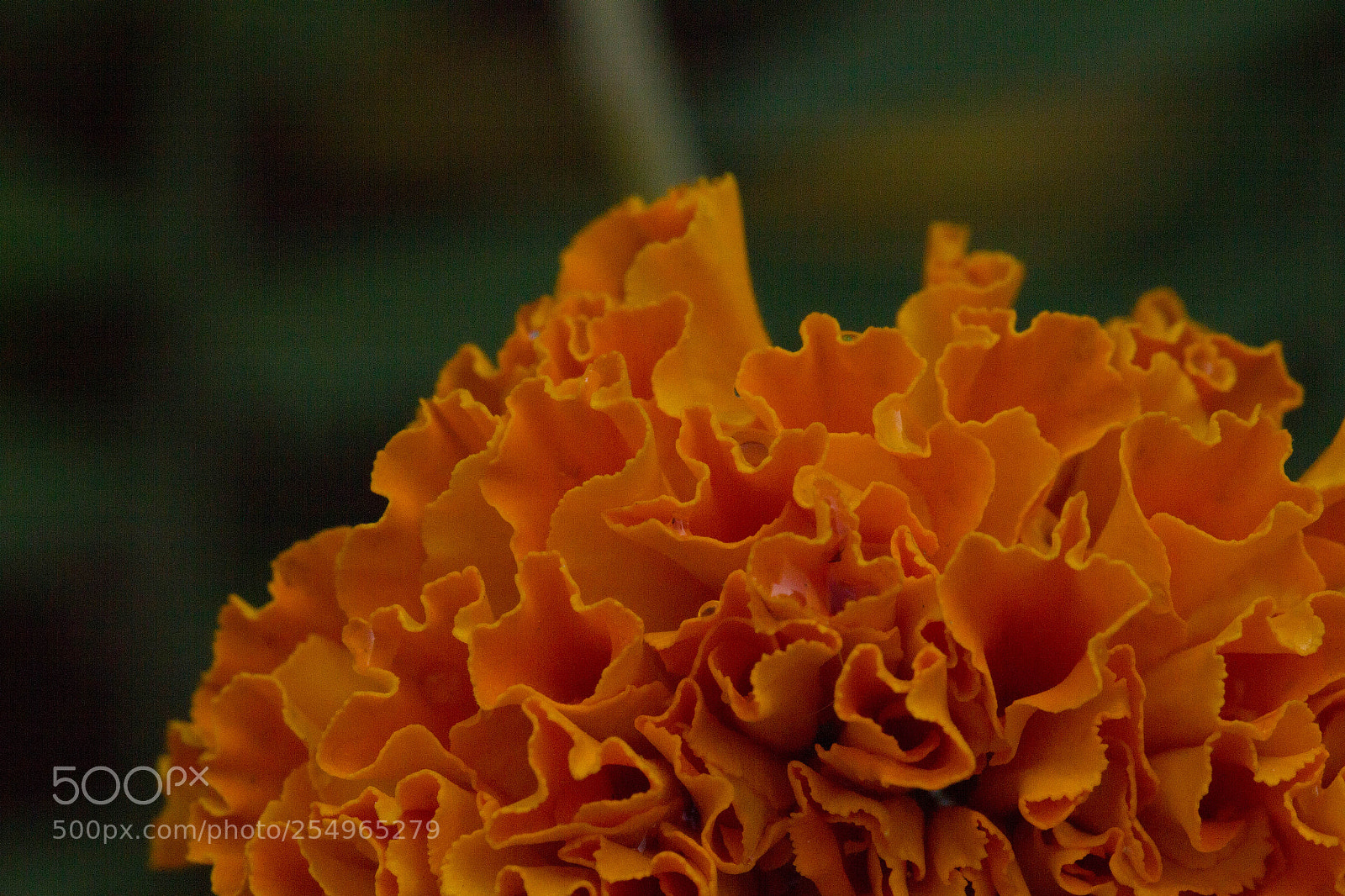 Canon EOS 550D (EOS Rebel T2i / EOS Kiss X4) sample photo. Marigold bloom photography