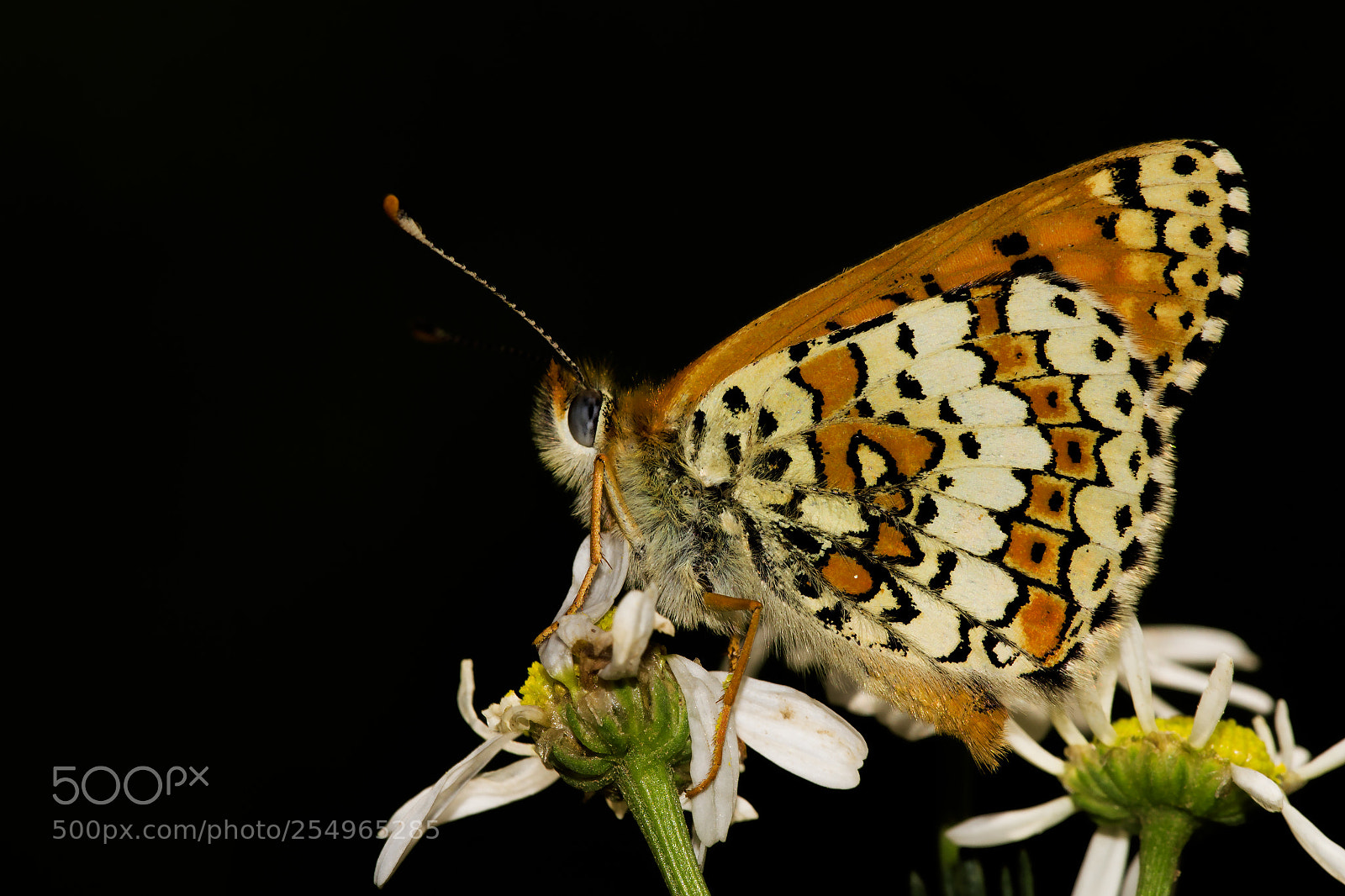 Canon EOS 700D (EOS Rebel T5i / EOS Kiss X7i) sample photo. Fritillary photography