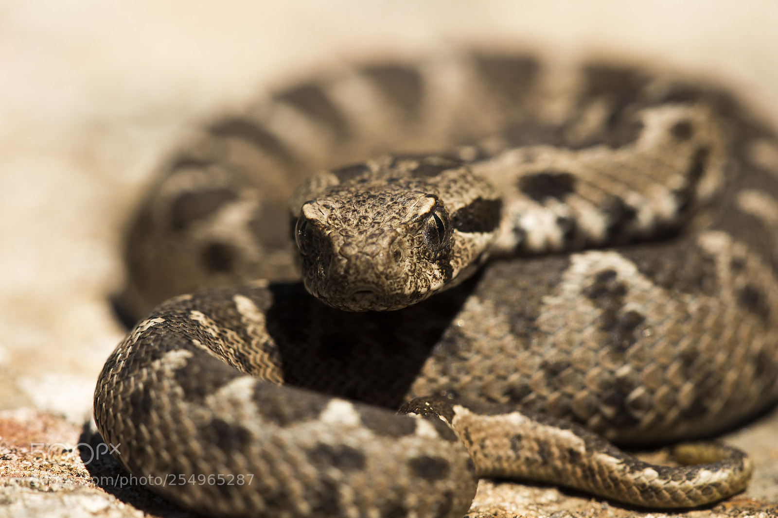 Canon EOS 700D (EOS Rebel T5i / EOS Kiss X7i) sample photo. Ottoman viper photography