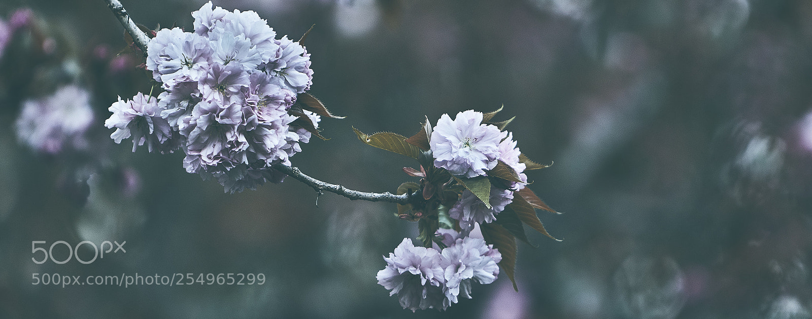 Canon EOS 7D Mark II sample photo. Blossoming photography