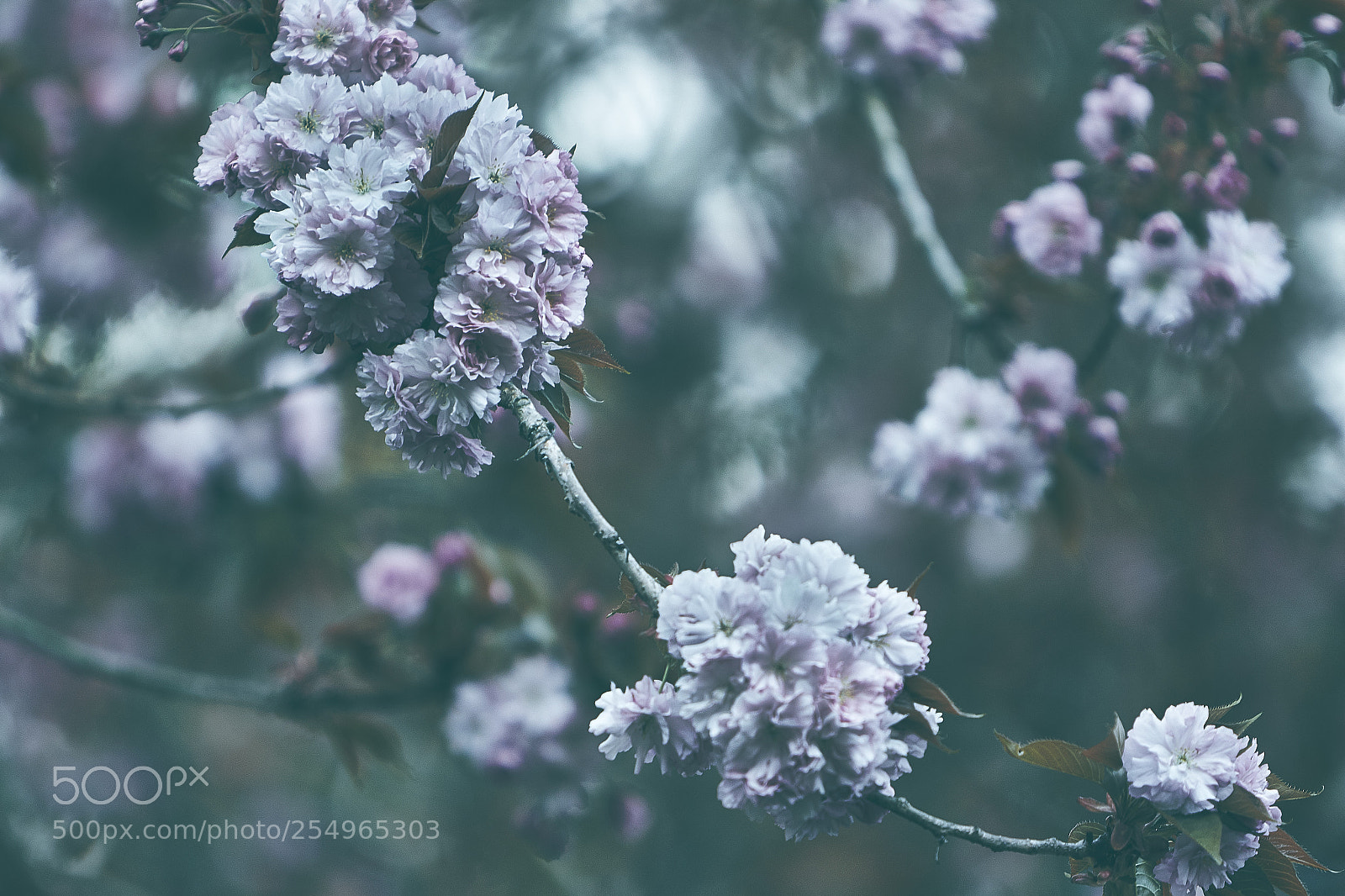 Canon EOS 7D Mark II sample photo. Blossoming photography