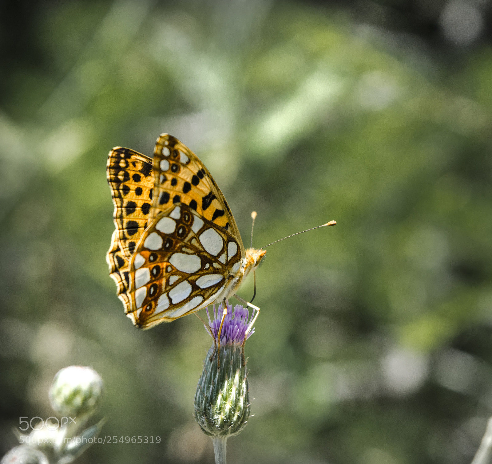Nikon D7000 sample photo. Untitled photography