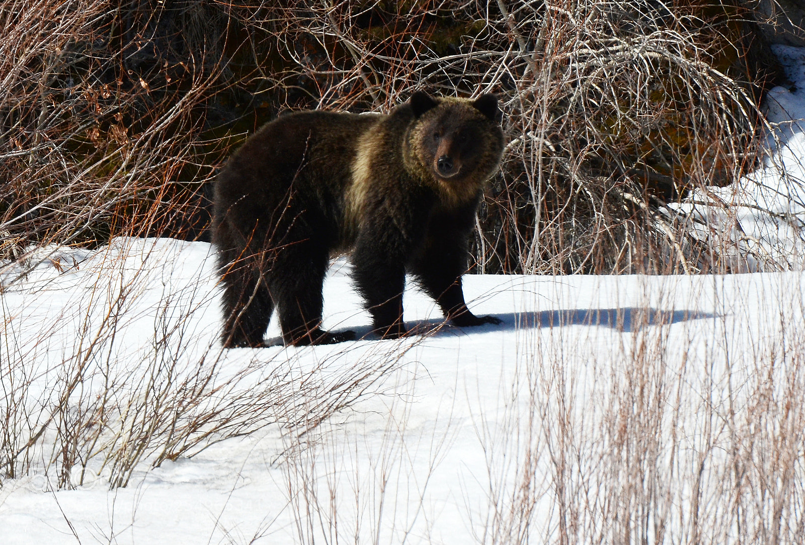 Nikon D7000 sample photo. Grizzly bear canadian rockies 2 photography