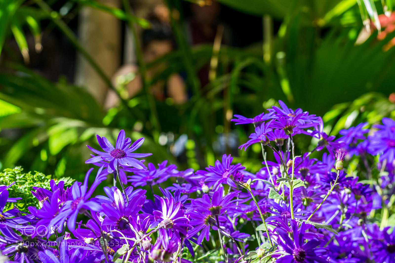 Nikon D5300 sample photo. Isabella stewart gardner museum photography