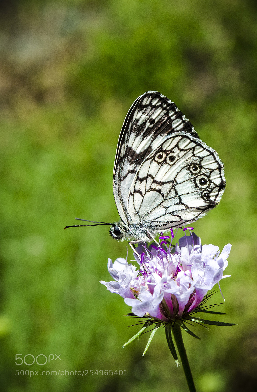 Nikon D7000 sample photo. Untitled photography