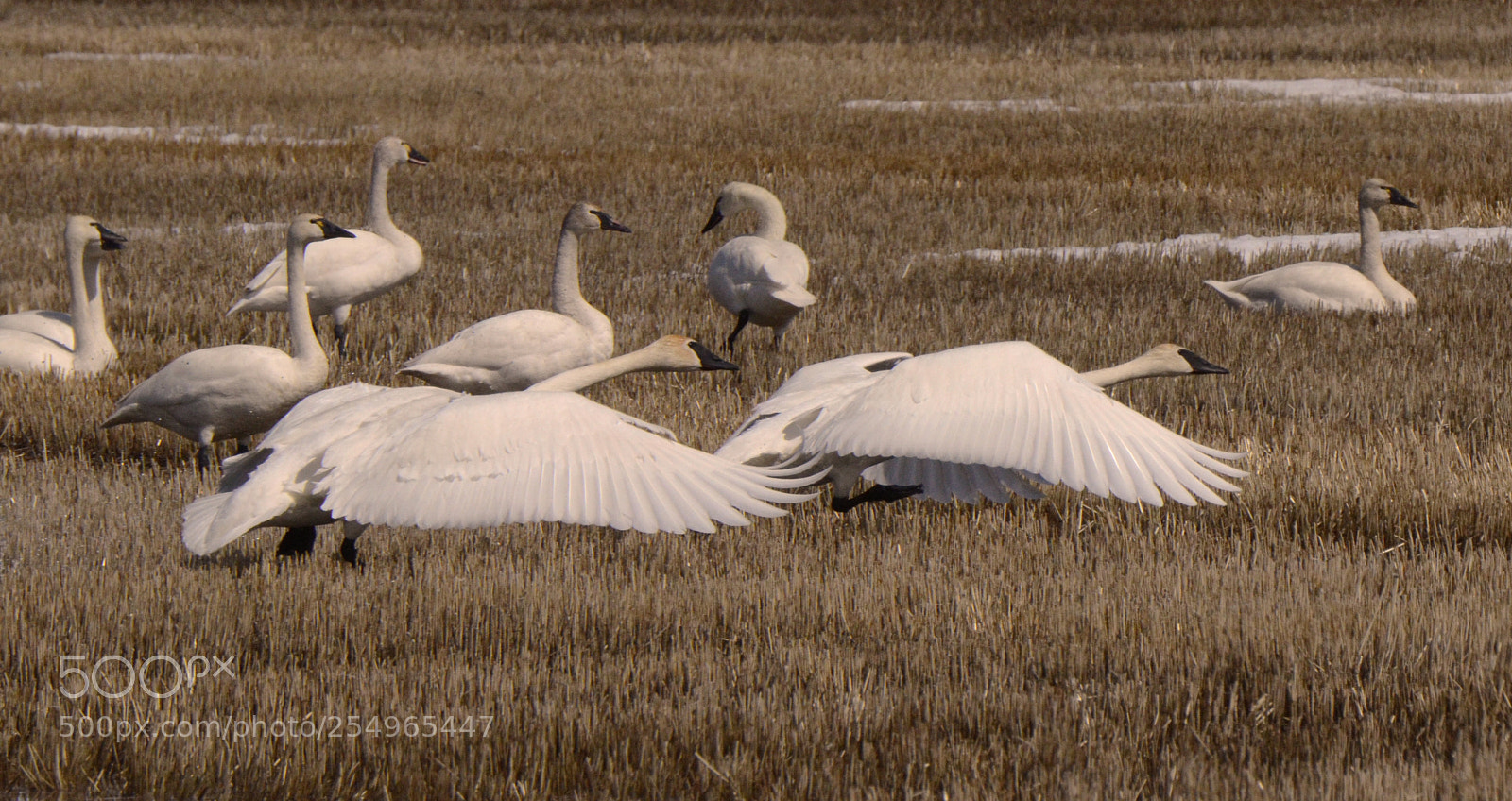 Nikon D7000 sample photo. Tundra swans alberta canada 2 photography