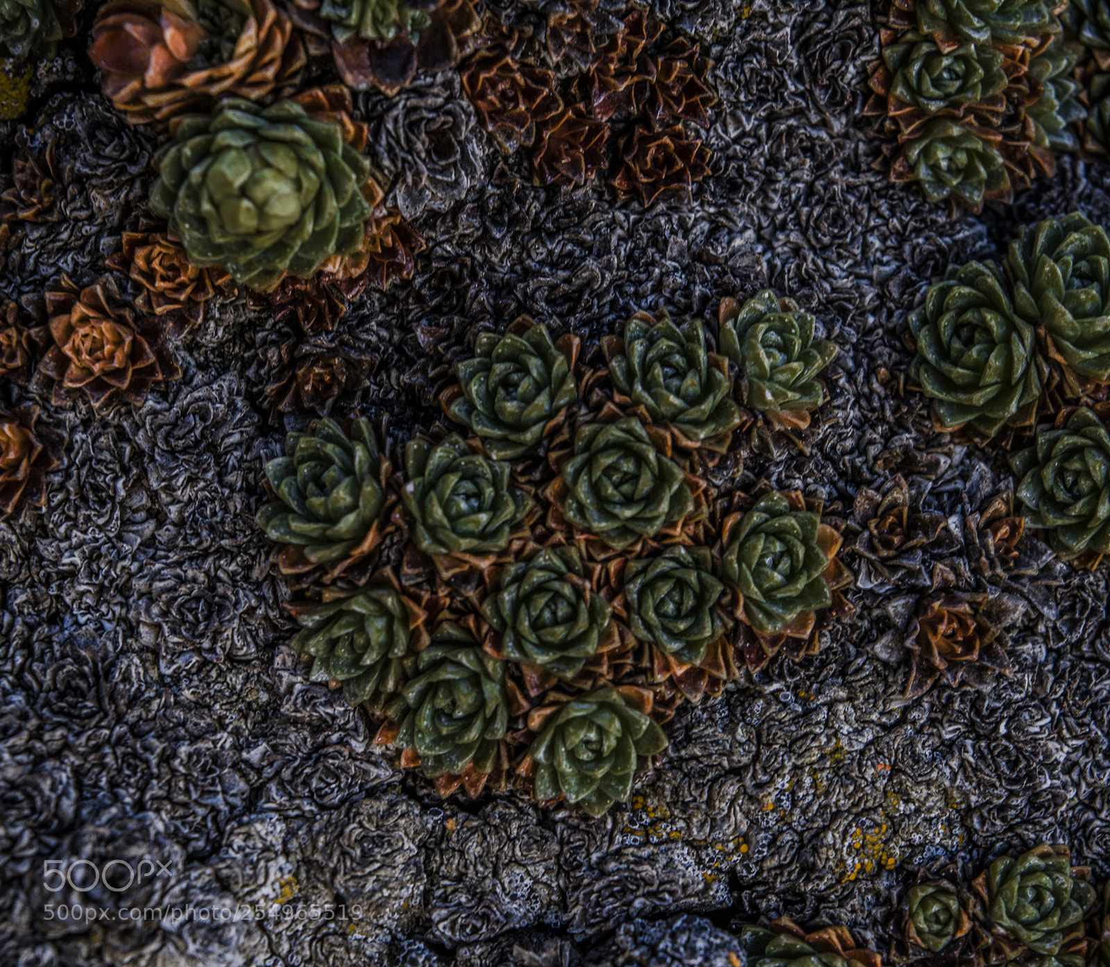 Nikon D7000 sample photo. Untitled photography