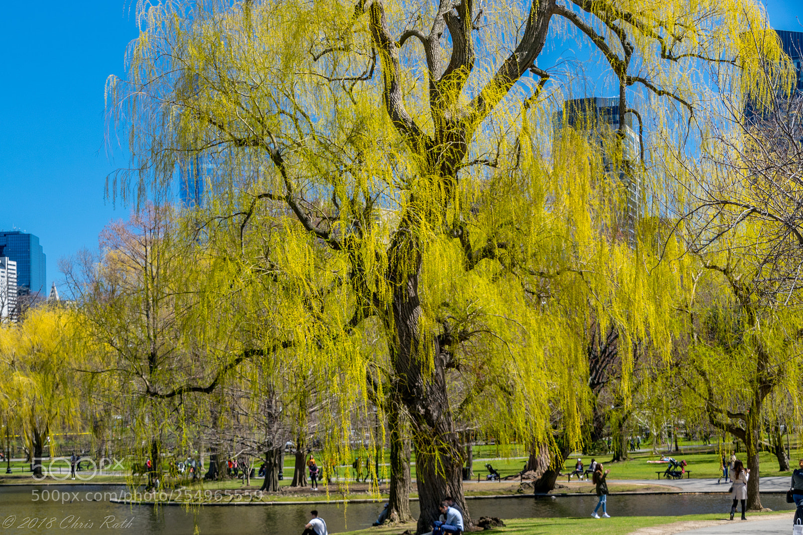 Nikon D5300 sample photo. Boston photography