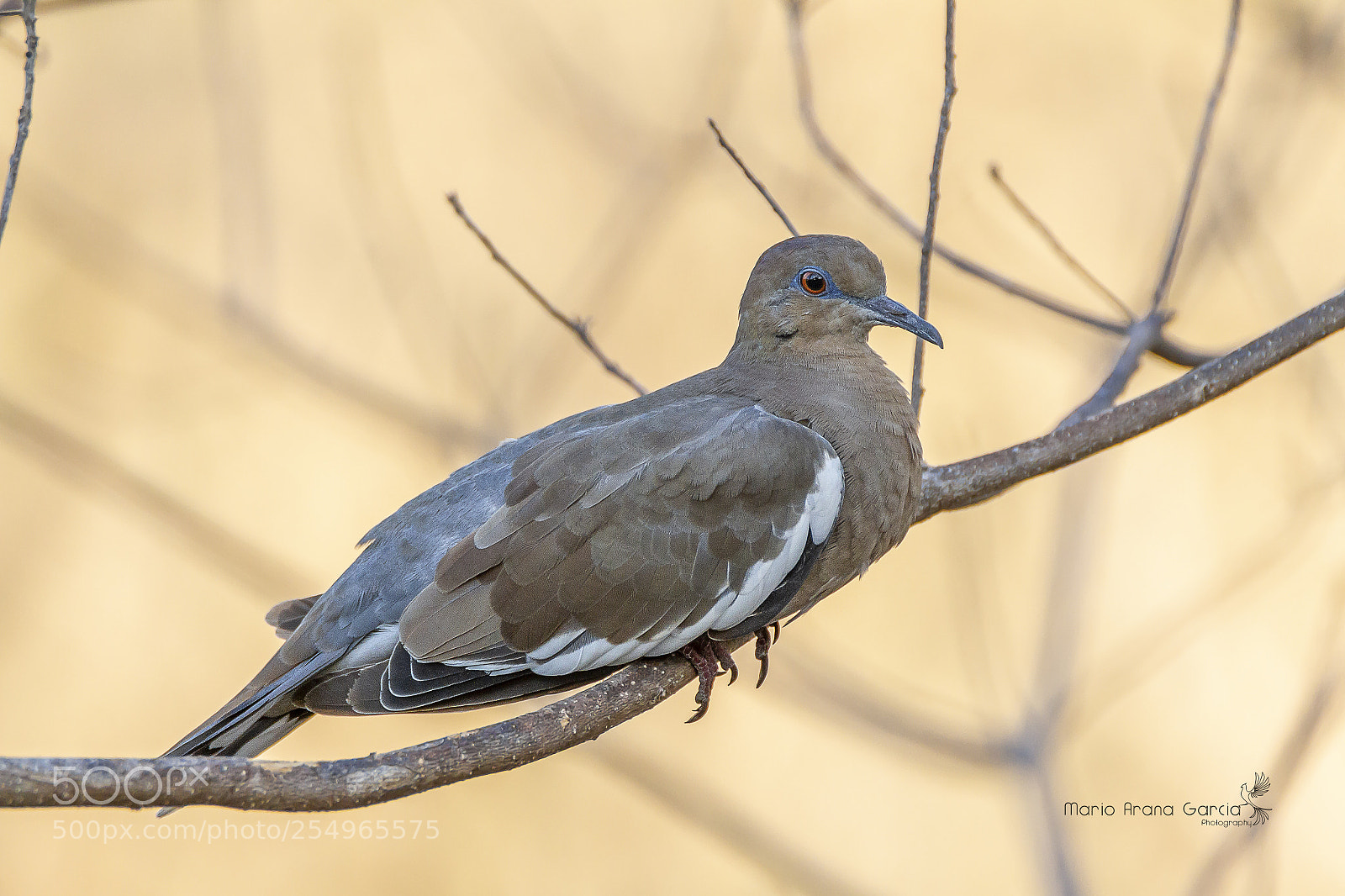 Canon EOS 7D sample photo. White-winged dove photography