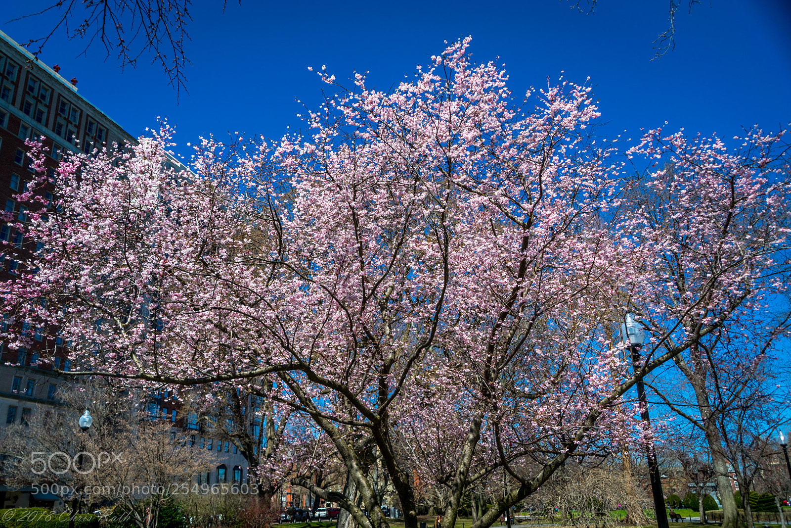 Nikon D5300 sample photo. Boston photography