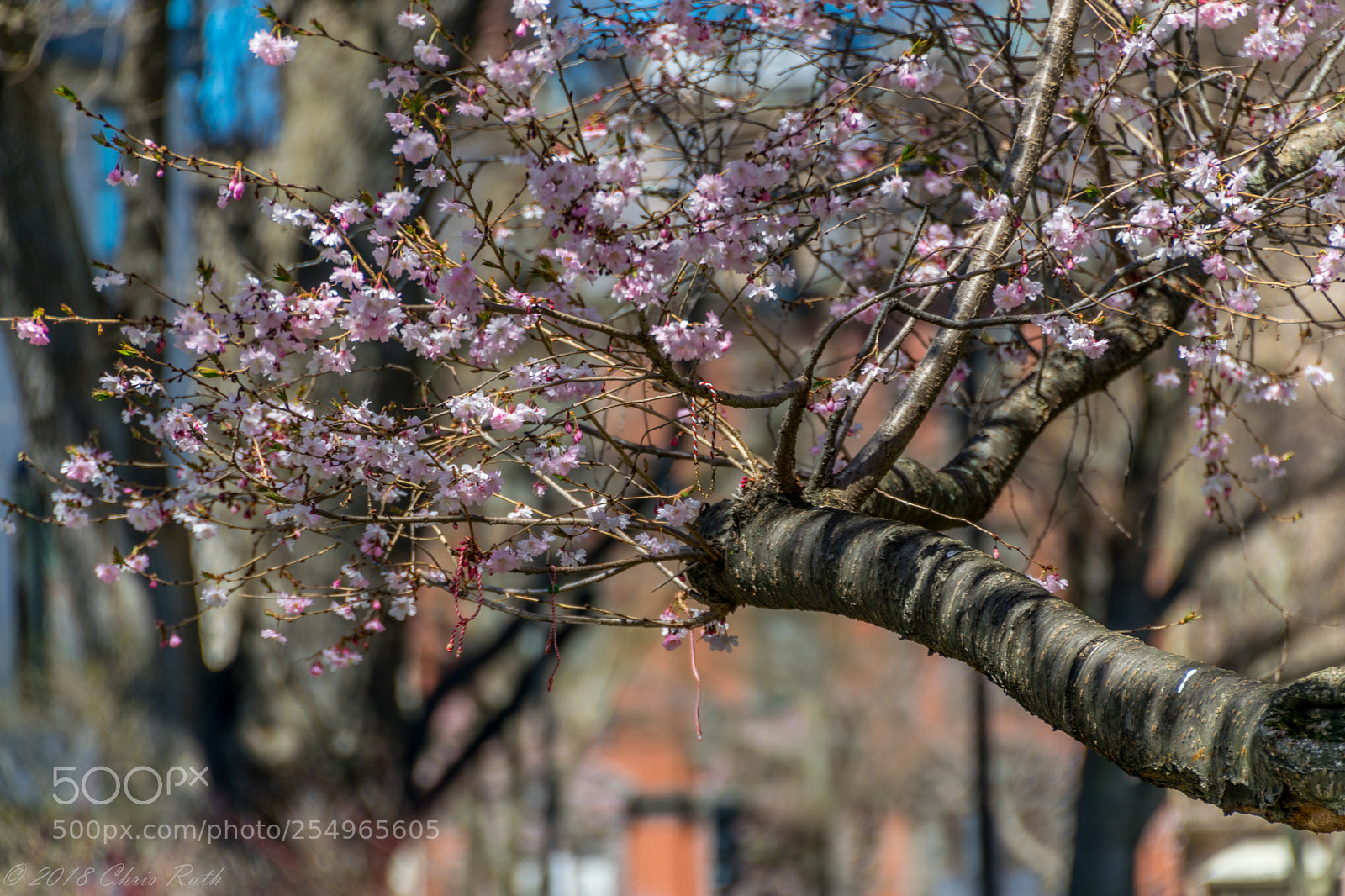 Nikon D5300 sample photo. Boston photography