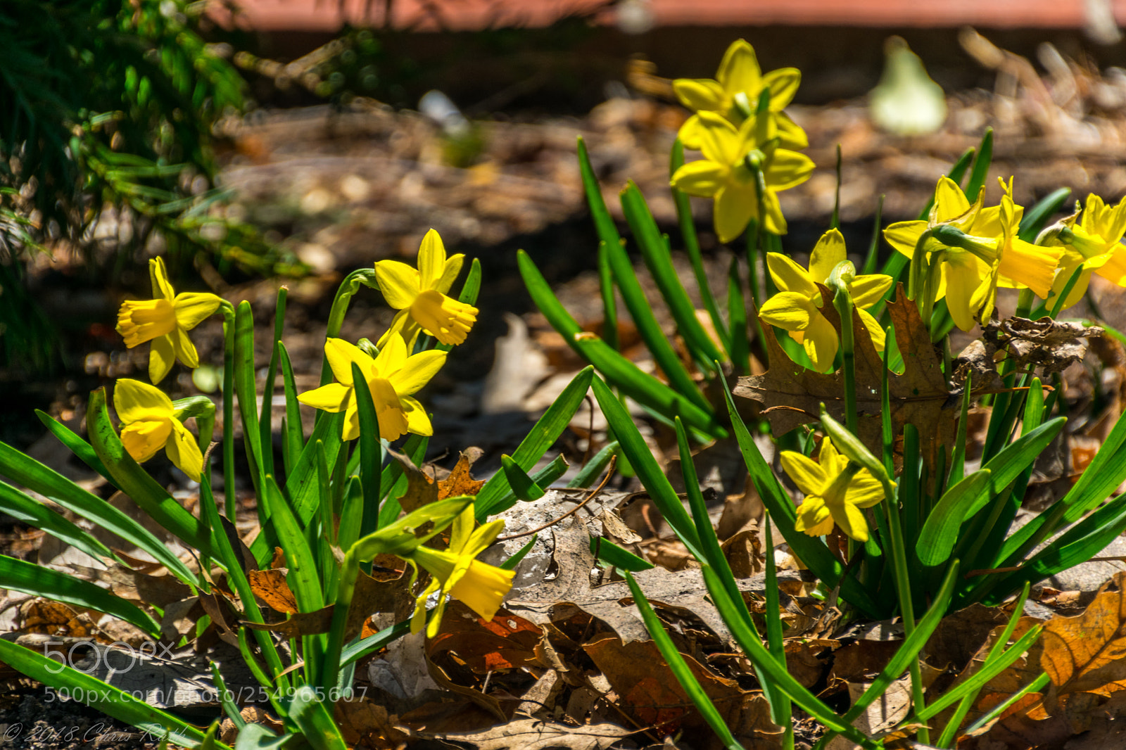 Nikon D5300 sample photo. Boston photography