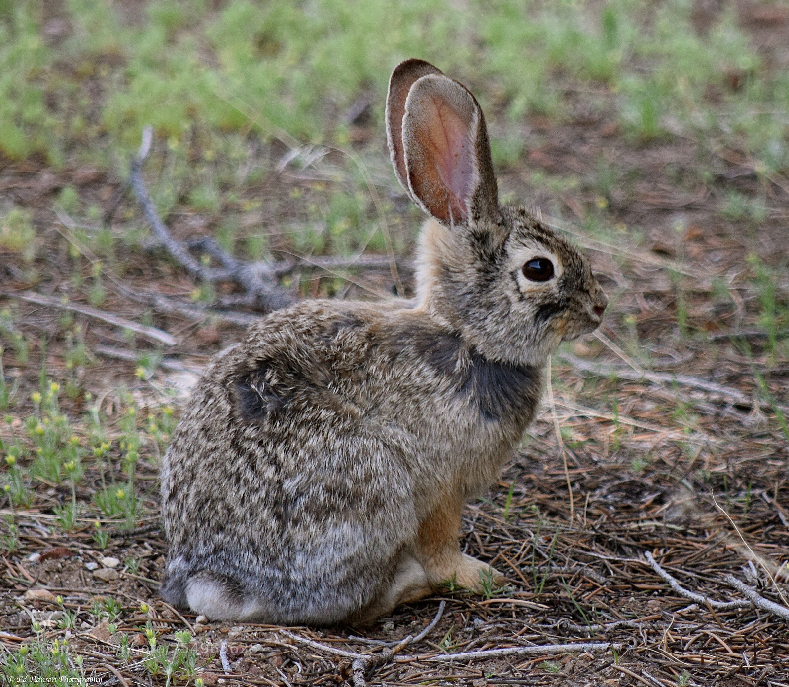 Nikon D3300 sample photo. Cottontail rabbit photography
