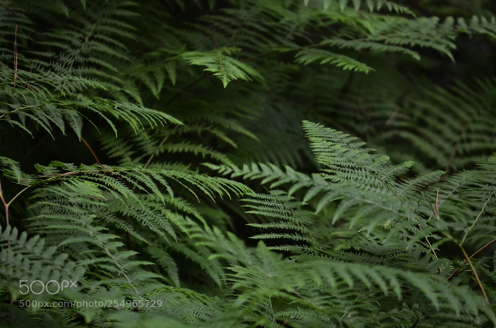 Nikon D7000 sample photo. Untitled photography
