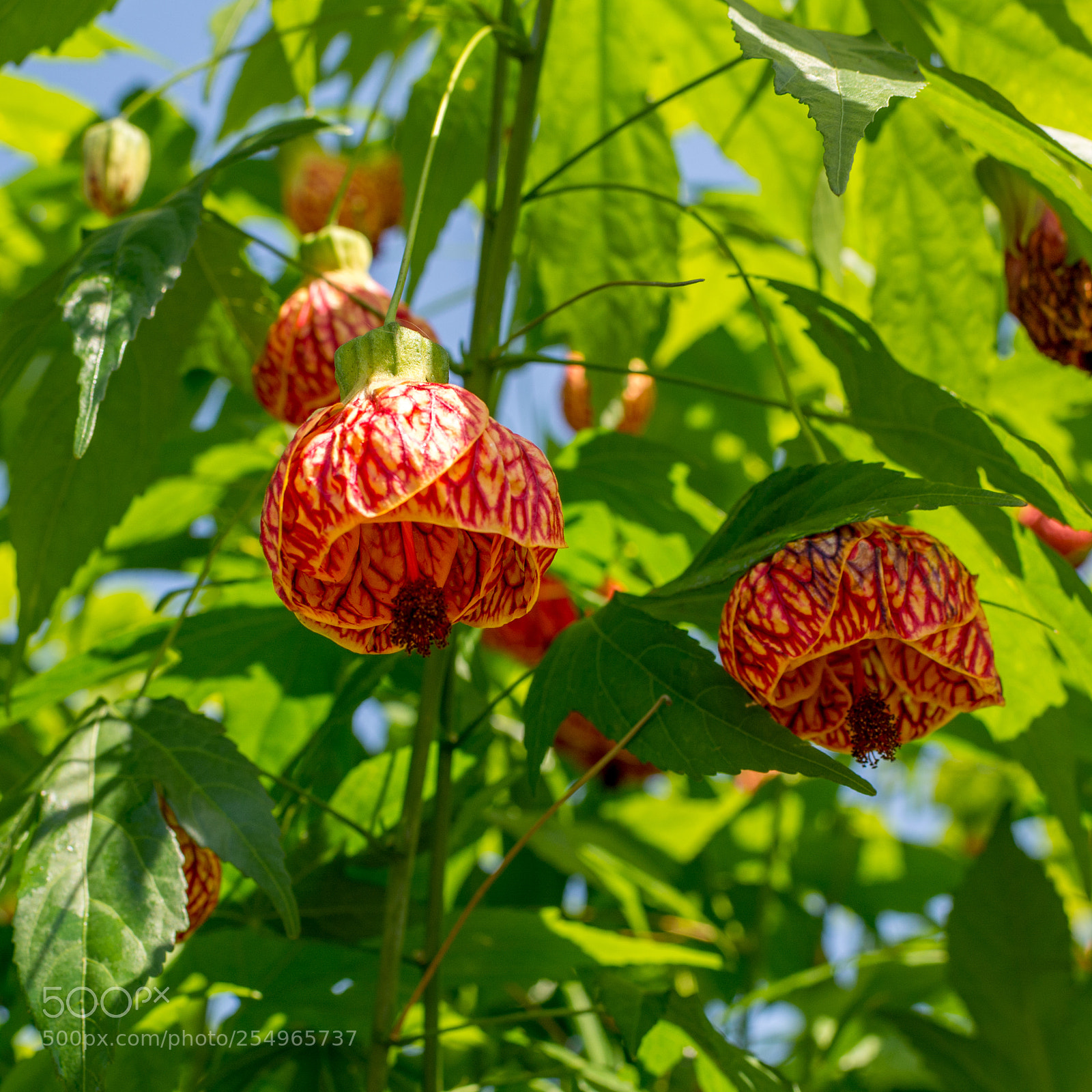Nikon D7100 sample photo. Extraordinary blooms photography