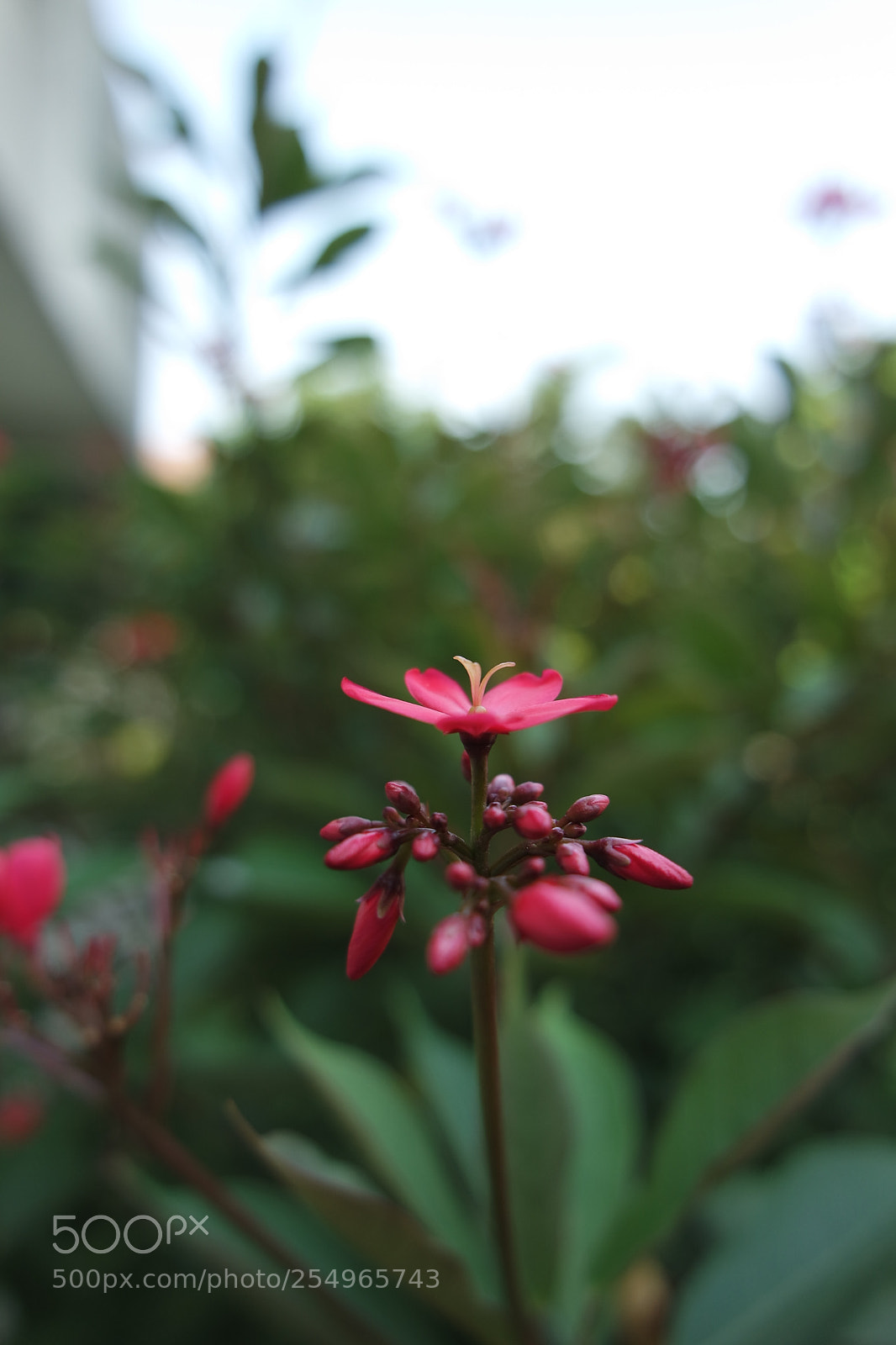 Samsung NX3000 sample photo. Buds photography