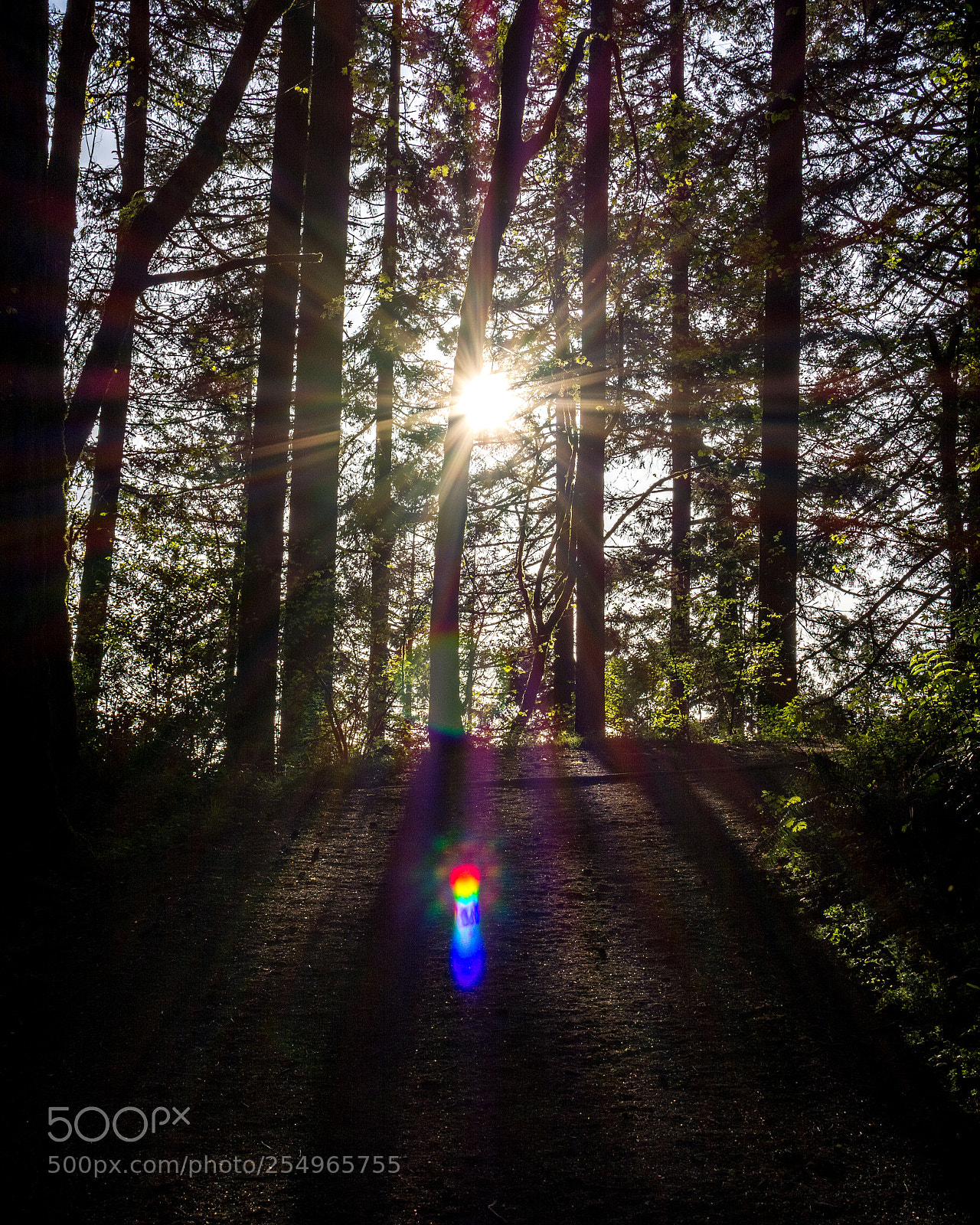Nikon D7100 sample photo. Falling sun photography
