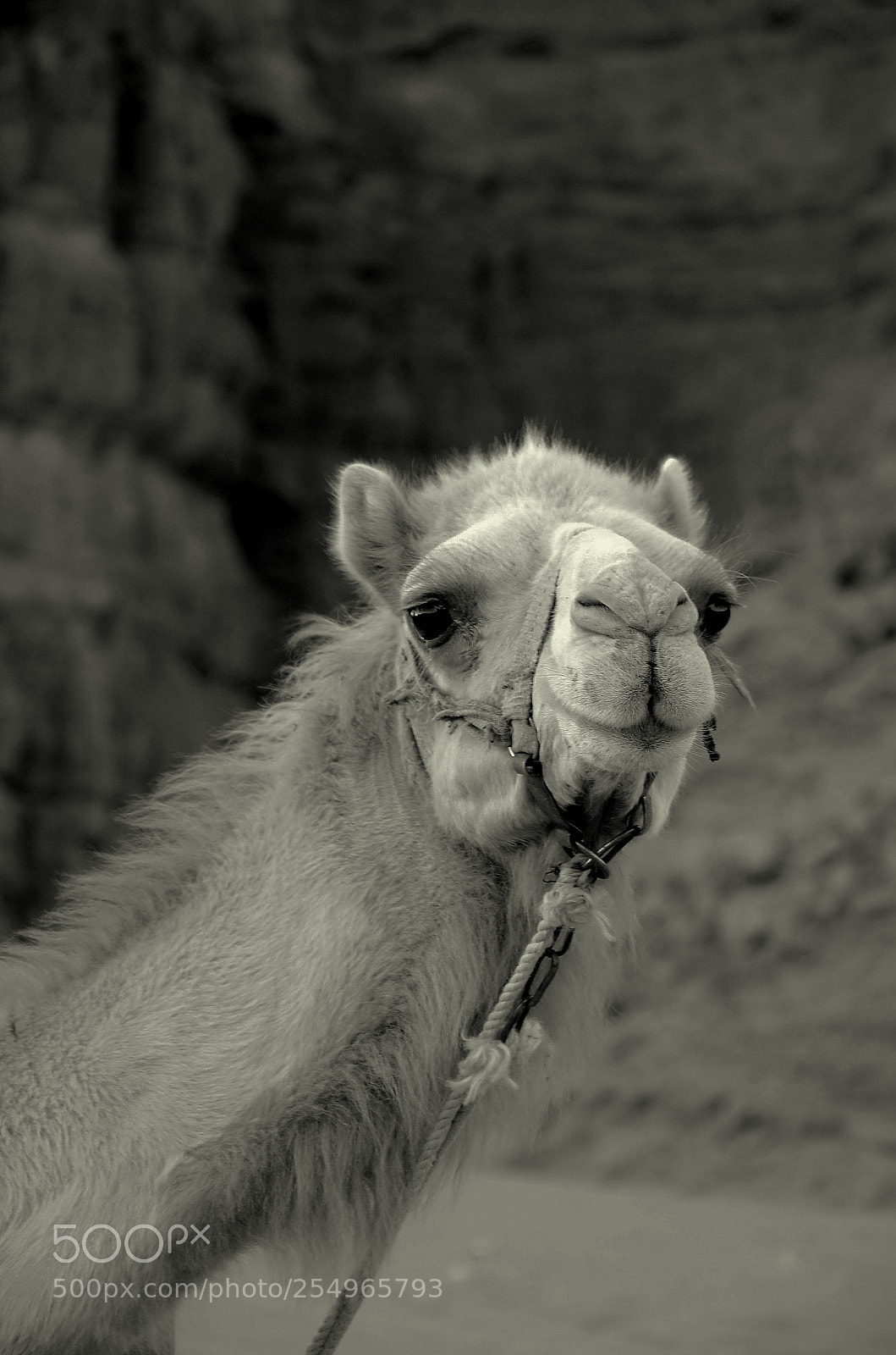 Nikon D7000 sample photo. Camel photography