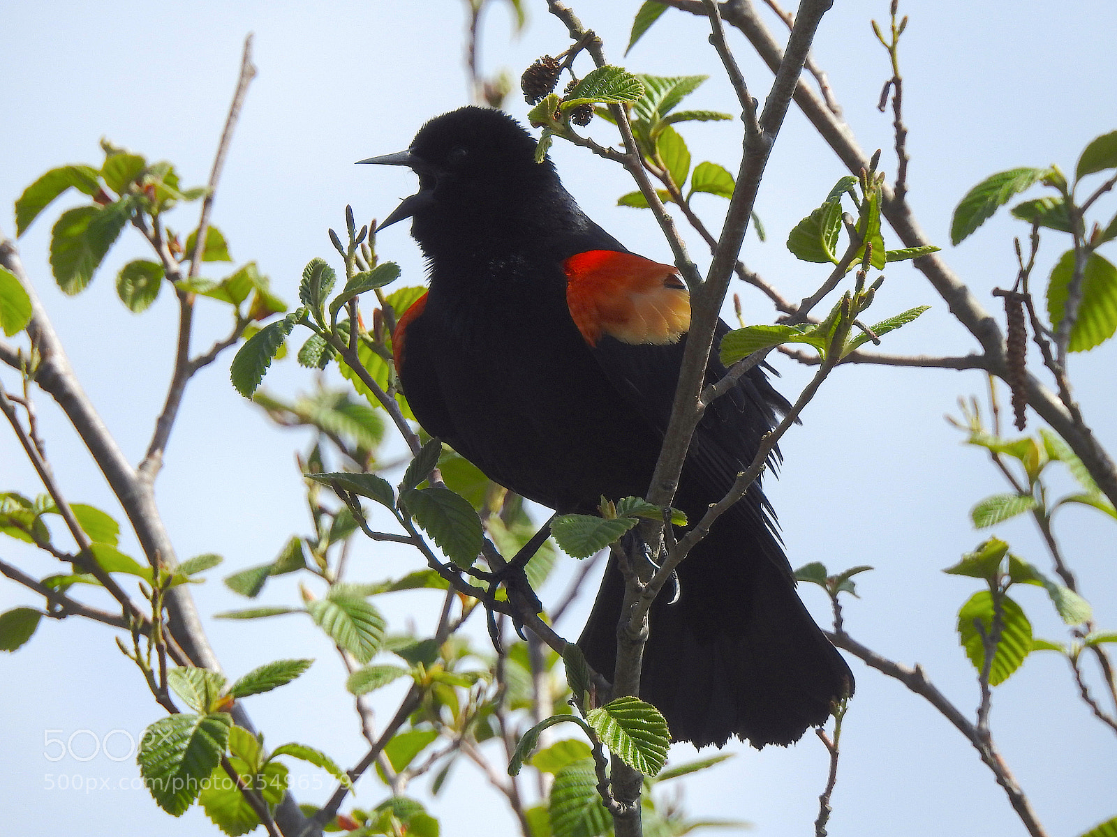 Nikon Coolpix P900 sample photo. Red-winged blackbird photography