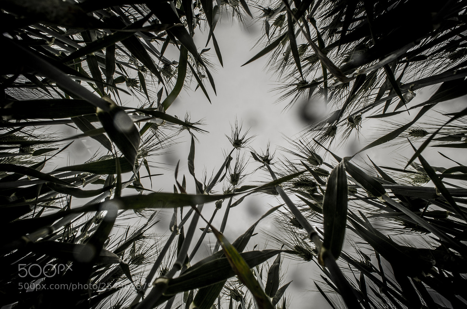 Nikon D7000 sample photo. Untitled photography