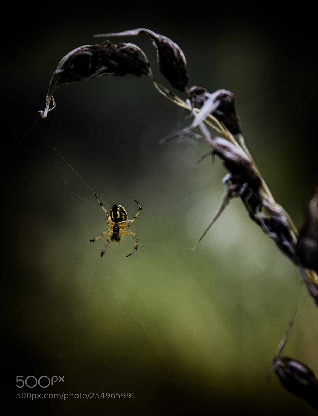 Nikon D7000 sample photo. Untitled photography
