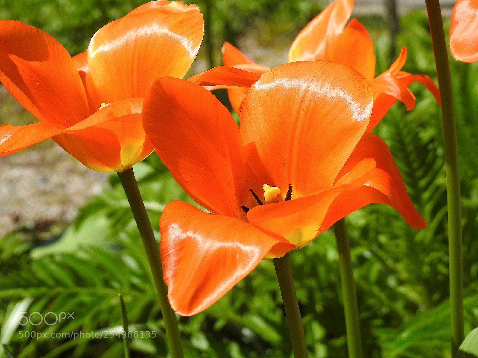 Nikon Coolpix P900 sample photo. Poppy photography