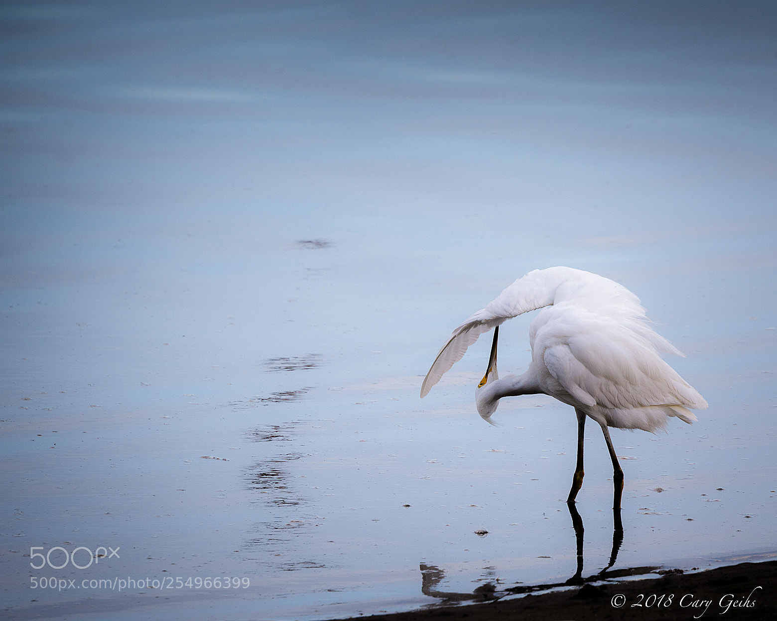Canon EOS 7D Mark II sample photo. Snowy egret photography