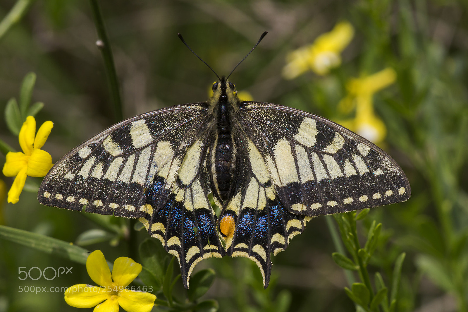 Canon EOS 700D (EOS Rebel T5i / EOS Kiss X7i) sample photo. Swallowtail photography