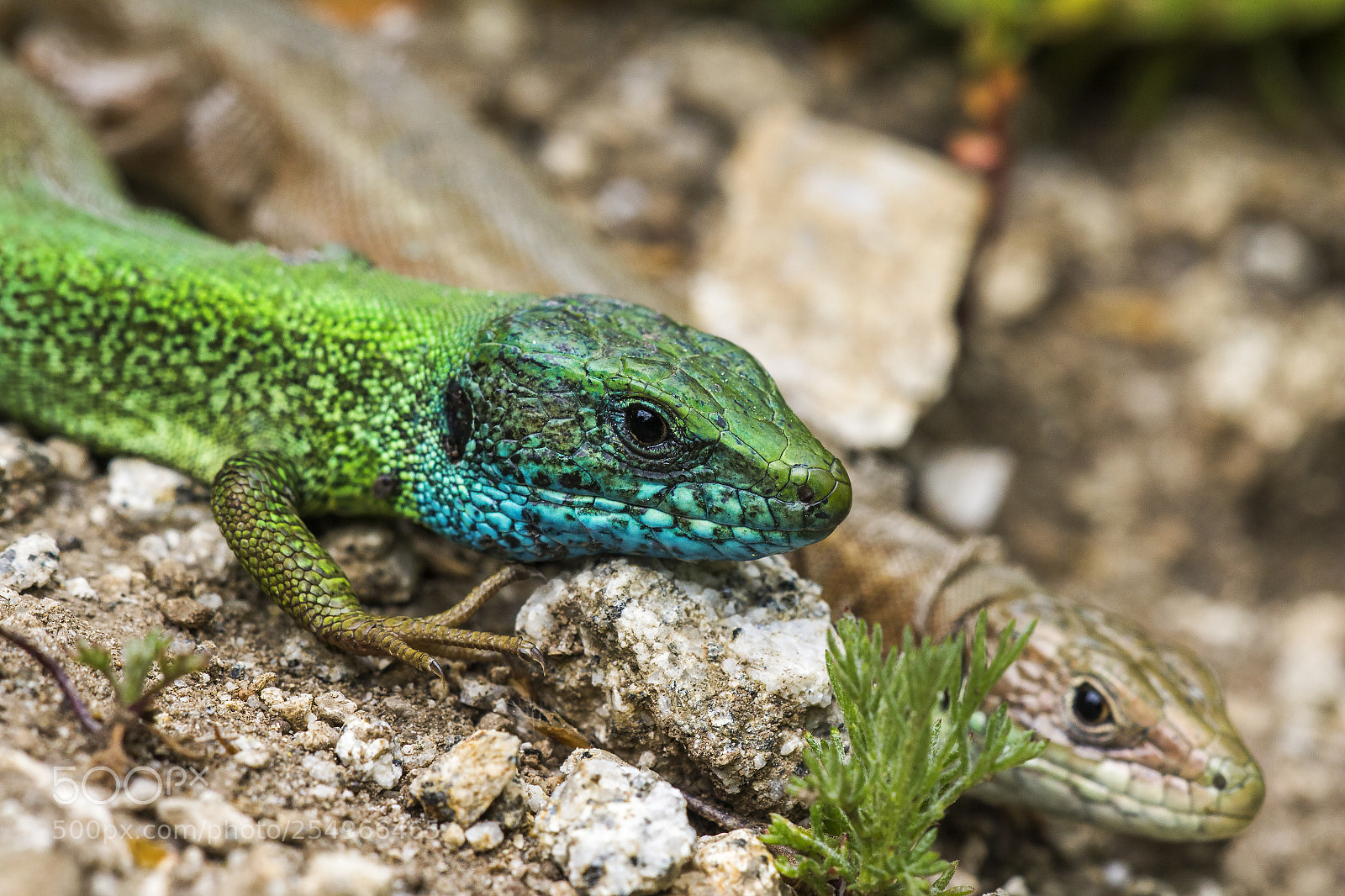 Canon EOS 700D (EOS Rebel T5i / EOS Kiss X7i) sample photo. Green lizards, lacerta viridis photography