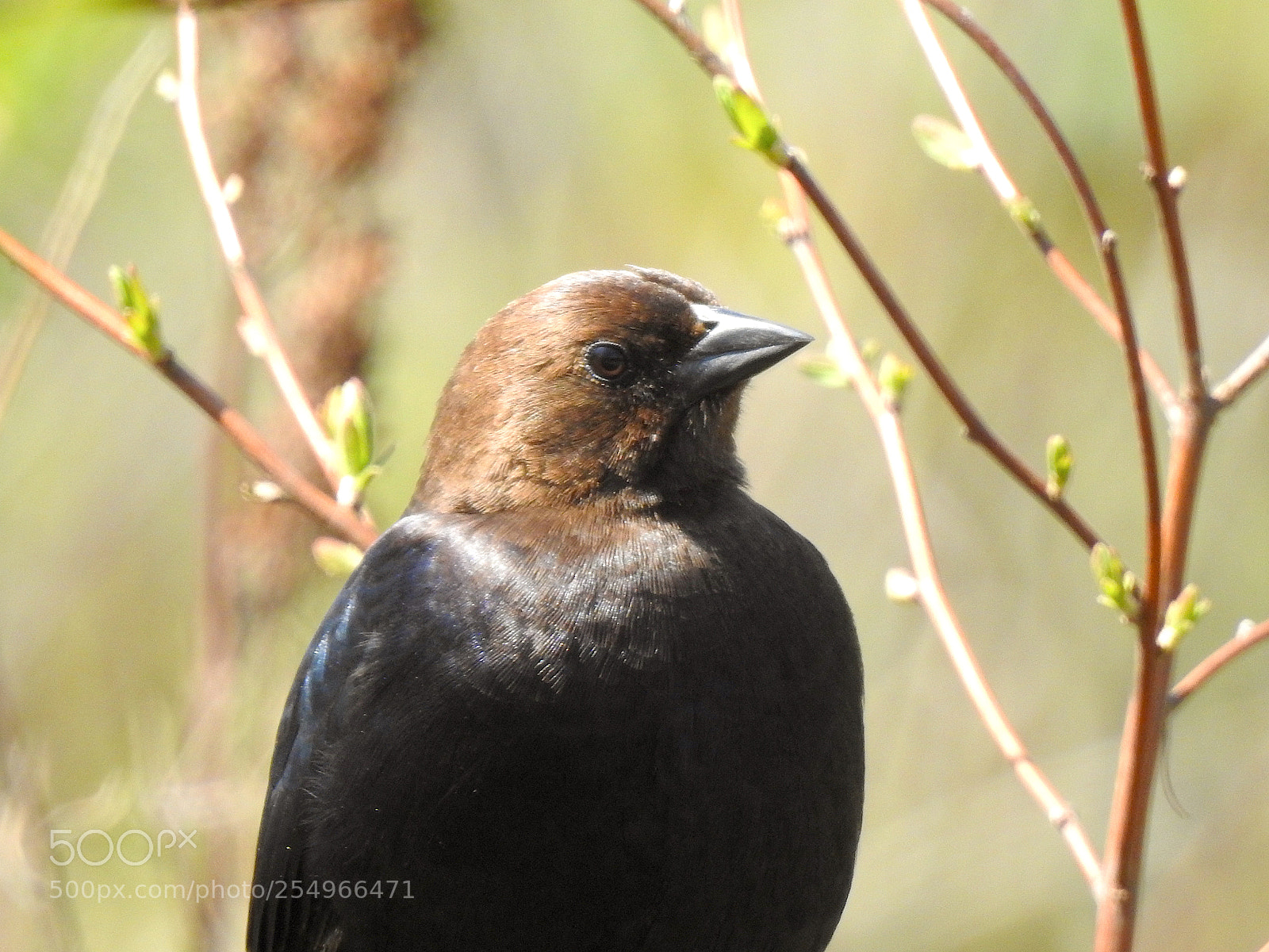 Nikon Coolpix P900 sample photo. Brown-headed cowbird photography