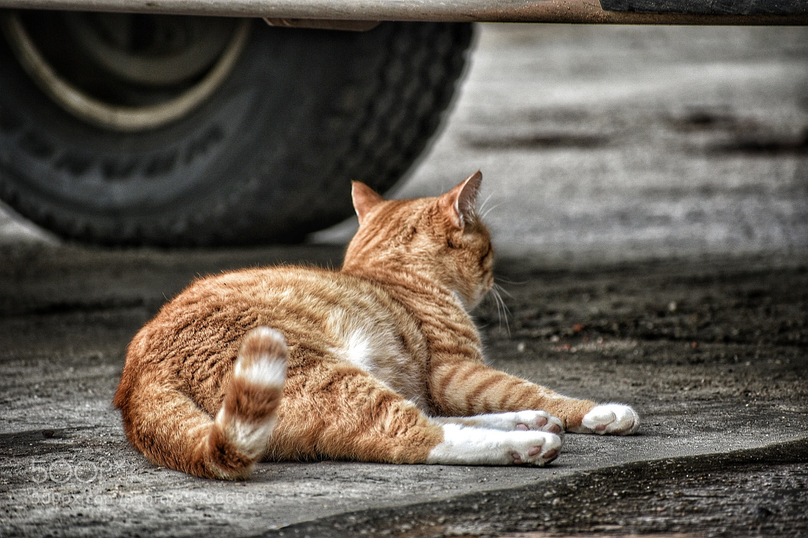 Nikon D3400 sample photo. Pussy cat photography