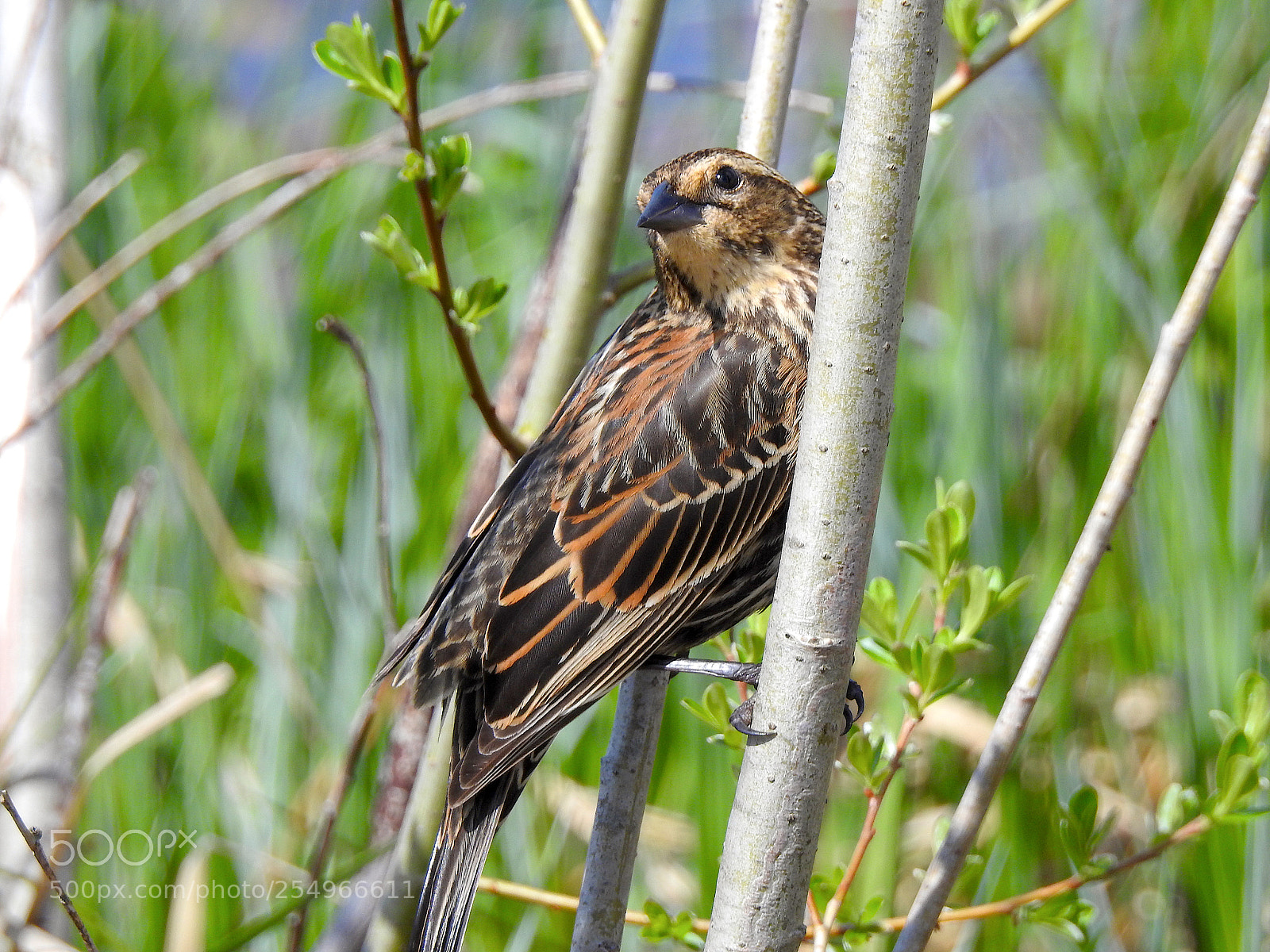 Nikon Coolpix P900 sample photo. Red-winged blackbird photography