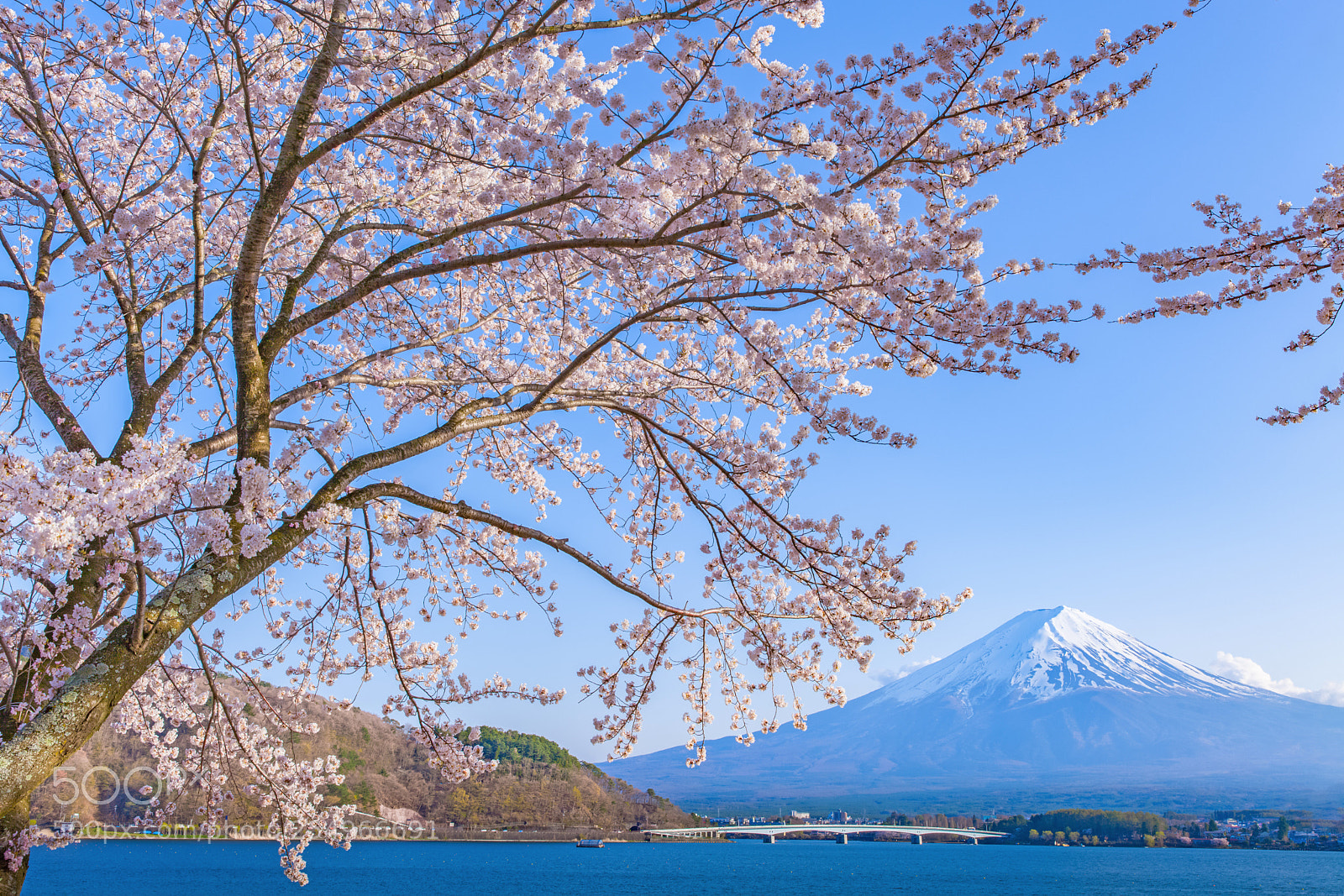 Canon EOS 5D Mark II sample photo. Sakura cherry blossom and photography