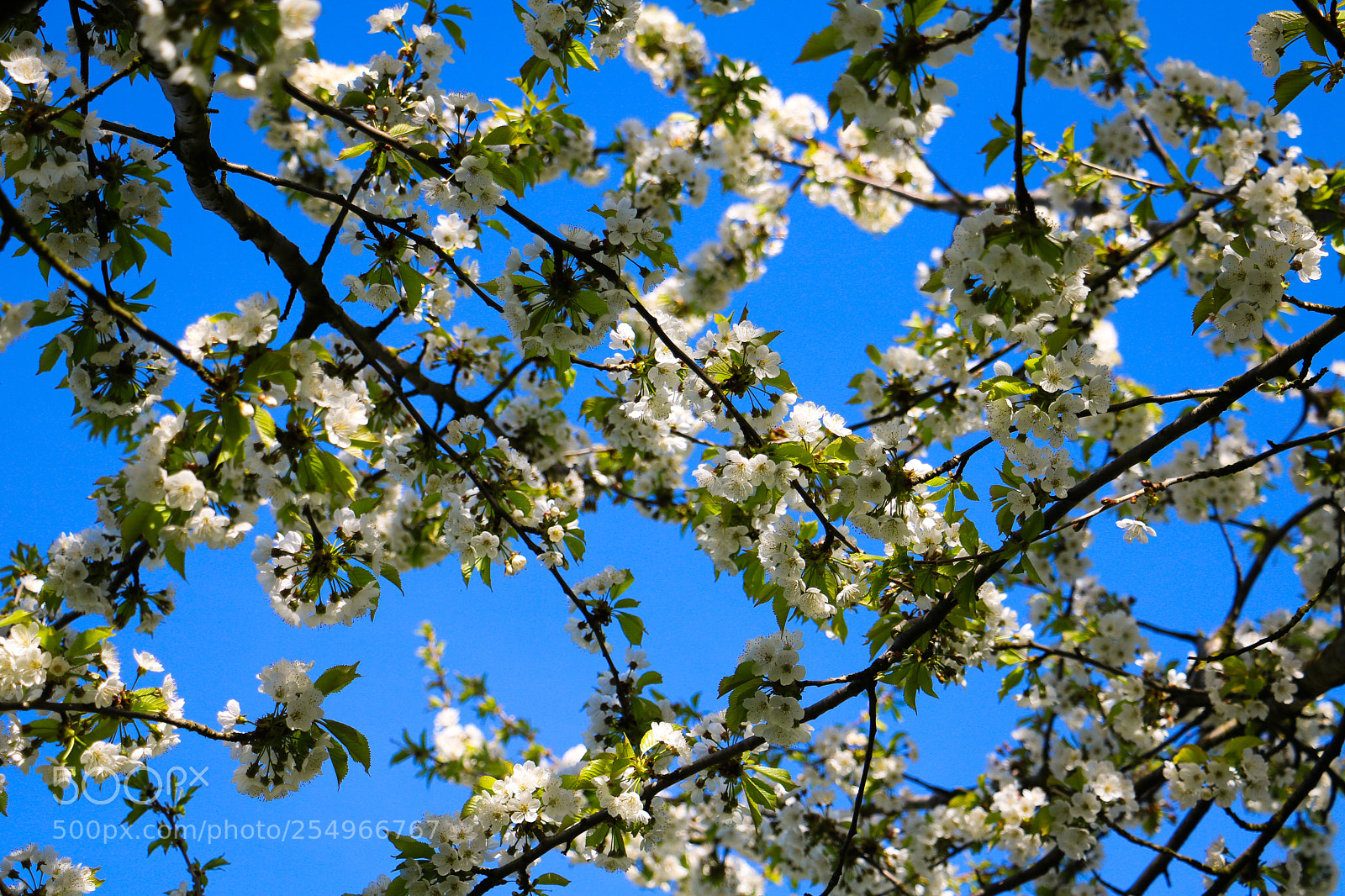 Canon EOS 750D (EOS Rebel T6i / EOS Kiss X8i) sample photo. Beautiful cherry blossom photography