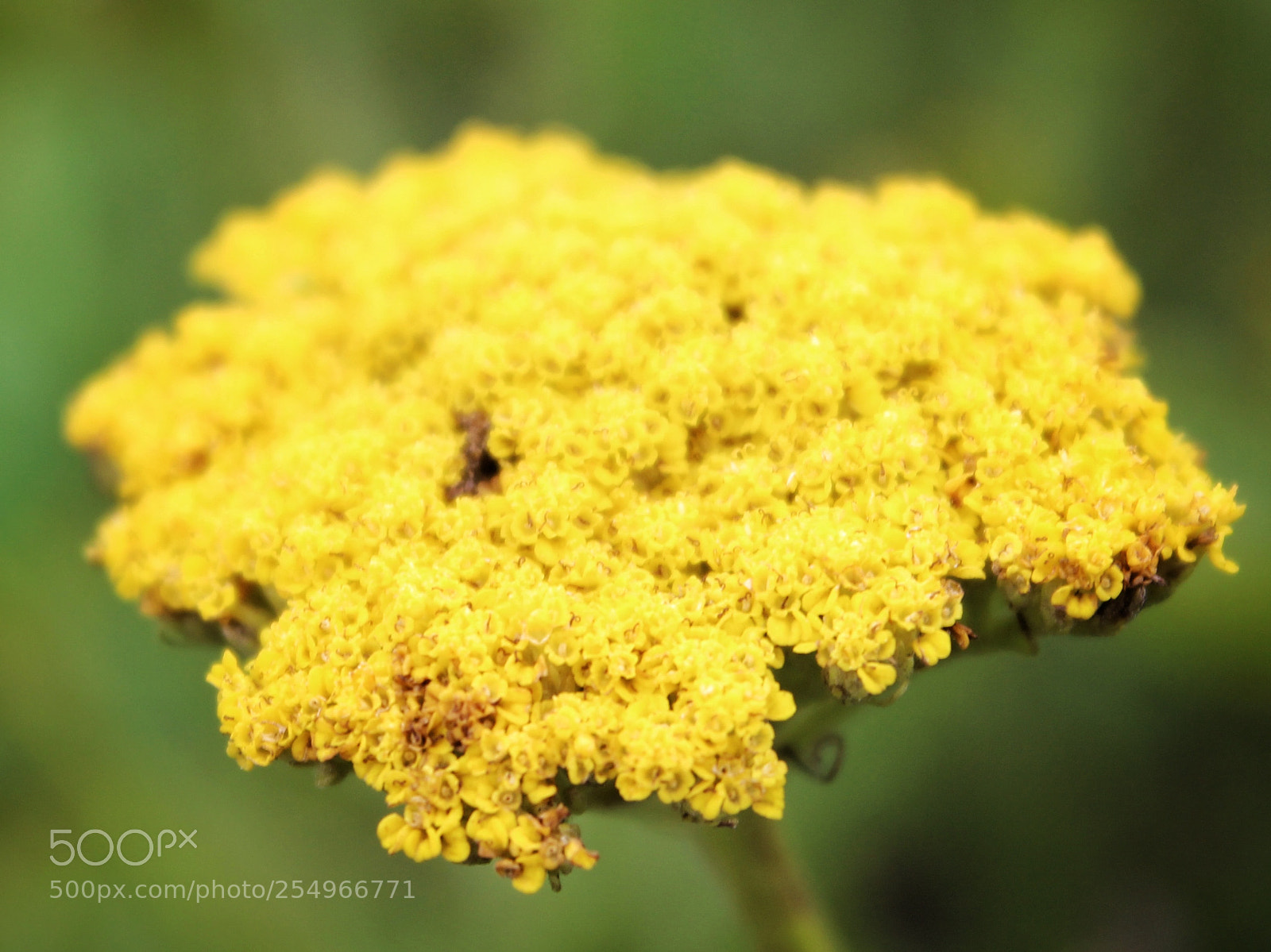 Canon EOS 600D (Rebel EOS T3i / EOS Kiss X5) sample photo. Yellow photography